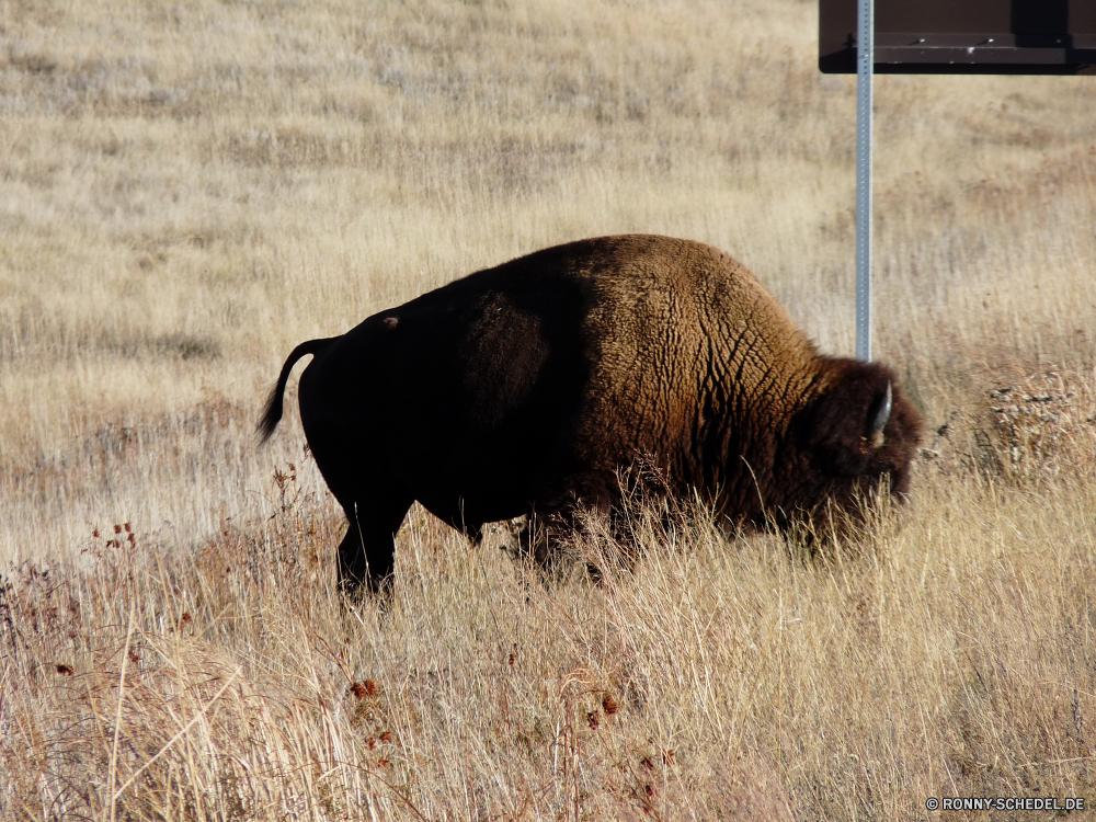 Durchfahrt durch den Wind Cave National Park Bison Wiederkäuer Schweinepest Huftier Schwein Bauernhof Gras Feld Wild Stier Säugetier Entwicklung des ländlichen Wildtiere Braun Kuh Weide Beweidung Tiere Landwirtschaft Vieh Herde im freien Rinder Wiese Landschaft Landschaft Park Ranch Land Pferd Büffel Weiden Essen Heu inländische Kopf Safari Bär stehende nationalen schwarz Landbau Land Kalb Sommer Pelz Himmel Haustier im freien Männchen reservieren Wildschwein Erhaltung Baum Reisen Wildschwein Gruppe Herbst Pferde Wald natürliche Schwein Leben ruhelosigkeit Rindfleisch Spiel Schließen Scheune Stute Bestie Säugetiere Szene Stroh Schwanz Essen Plazenta Süden Wirbeltiere niedlich bison ruminant swine ungulate hog farm grass field wild bull mammal rural wildlife brown cow pasture grazing animals agriculture livestock herd outdoors cattle meadow landscape countryside park ranch country horse buffalo graze eating hay domestic head safari bear standing national black farming land calf summer fur sky pet outdoor male reserve wild boar conservation tree travel boar group autumn horses forest natural pig life resting beef game close barn mare beast mammals scene straw tail eat placental south vertebrate cute