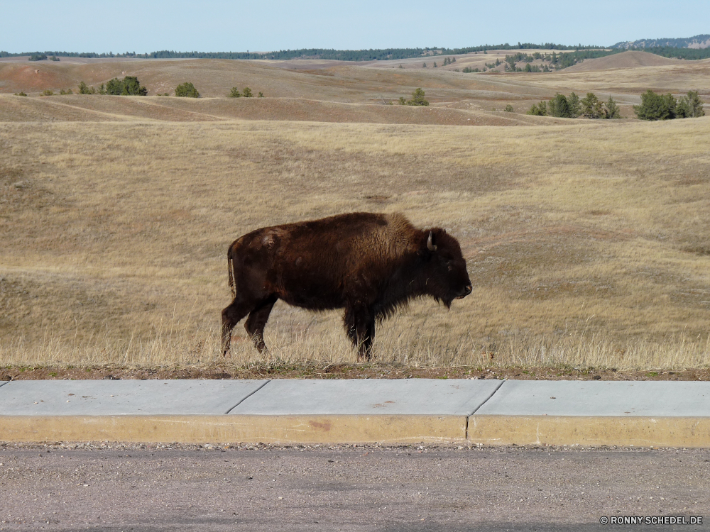 Durchfahrt durch den Wind Cave National Park Bison Wiederkäuer Stier Huftier Gras Kuh Wild Feld Weide Bauernhof Wildtiere Beweidung Wiese Rinder Entwicklung des ländlichen Landschaft Büffel Braun im freien Herde Landschaft Park Pferd Tiere Vieh Landwirtschaft Land Rindfleisch Weiden Ranch Pelz nationalen Land Hörner Horn Pferde schwarz Landbau Männchen stehende Essen Kalb Prärie im freien Berg Ackerland außerhalb Reisen Himmel Hügel Säugetier Sommer Kühe gefährdet Safari Szene gefährliche Erhaltung Baum Süden Rindern Szenerie natürliche Herbst Stierkampf Bestie Säugetiere Grünland reservieren Kampf Norden Wildnis starke Gruppe Bäume bison ruminant bull ungulate grass cow wild field pasture farm wildlife grazing meadow cattle rural landscape buffalo brown outdoors herd countryside park horse animals livestock agriculture country beef graze ranch fur national land horns horn horses black farming male standing eating calf prairie outdoor mountain farmland outside travel sky hill mammal summer cows endangered safari scene dangerous conservation tree south bovine scenery natural autumn bullfight beast mammals grassland reserve fight north wilderness strong group trees