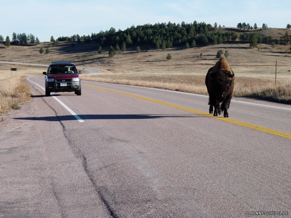 Durchfahrt durch den Wind Cave National Park Straße Biegung Reisen Autobahn Himmel Landschaft Asphalt Auto Laufwerk Transport Reise Berg Reise Entwicklung des ländlichen Straße Sport Berge Verkehr Wolken im freien Wüste Strecke Geschwindigkeit Linie Sommer fahren Mann Fahrzeug Horizont Steigung Fuß Aufstieg Autobahn Sand leere Kreuzung im freien Spur Land landschaftlich Kurve Art und Weise Ziel Wolke Landschaft Gras Meer Ozean Wasser Bewegung Autobahn aktive Urlaub Verschieben Strand Szene Hügel Verkehr Baum Tourismus Öffnen Bäume Person Track Auto Rennen Richtung Tag außerhalb Zeichen Erholung Fahrbahn Asphalt Auto zu Fuß Radfahrzeug Feld Küste Sonne Rucksack Tourist Urlaub gerade Entfernung Männchen Motor Schnee Bewegung Abenteuer Perspektive bewölkt schnell Menschen Szenerie road bend travel highway sky landscape asphalt car drive transportation journey mountain trip rural street sport mountains traffic clouds outdoor desert route speed line summer driving man vehicle horizon slope walking ascent freeway sand empty intersection outdoors lane country scenic curve way destination cloud countryside grass sea ocean water movement motorway active vacation moving beach scene hill transport tree tourism open trees person track automobile race direction day outside sign recreation roadway tarmac auto walk wheeled vehicle field coast sun backpack tourist holiday straight distance male motor snow motion adventure perspective cloudy fast people scenery