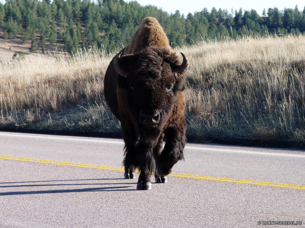 Durchfahrt durch den Wind Cave National Park Bison Wiederkäuer Stier Kuh Huftier Rinder Bauernhof Gras Feld Wildtiere Büffel Weide Wild Wiese Rindfleisch Landwirtschaft Herde Braun Beweidung Horn Vieh Tiere Park Entwicklung des ländlichen Kalb Hörner Säugetier Weiden Pelz Milch Rindern Bestie Molkerei Landbau Ranch Landschaft nationalen Männchen Kühe stehende Prärie Landschaft Land im freien Fleisch Land Säugetiere Kopf im freien Nase Reisen inländische schwarz Grünland Haare Ackerland natürliche gefährliche Süden starke aggressive Schließen bison ruminant bull cow ungulate cattle farm grass field wildlife buffalo pasture wild meadow beef agriculture herd brown grazing horn livestock animals park rural calf horns mammal graze fur milk bovine beast dairy farming ranch countryside national male cows standing prairie landscape country outdoors meat land mammals head outdoor nose travel domestic black grassland hair farmland natural dangerous south strong aggressive close