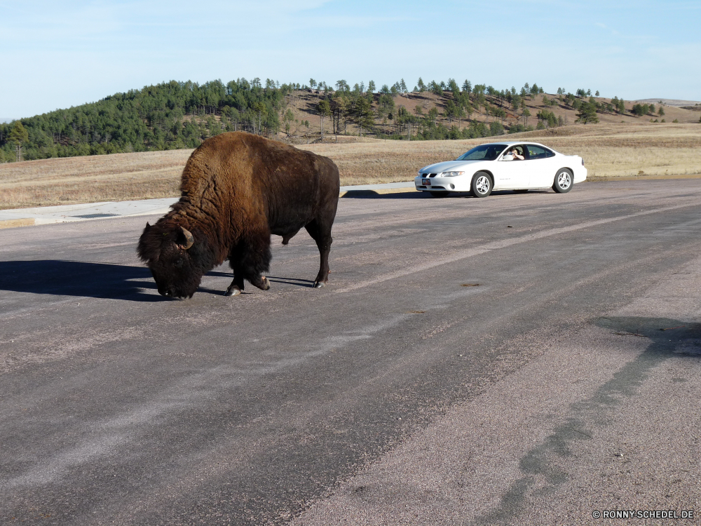 Durchfahrt durch den Wind Cave National Park Bison Wiederkäuer Stier Huftier Gras Wildtiere Kuh Wild Feld Bauernhof Weide Rinder Büffel Beweidung Braun Wiese Herde Park Tiere Entwicklung des ländlichen Landwirtschaft Vieh Horn Landschaft Ranch Weiden nationalen Pferd Pelz Safari Landbau Rindfleisch Süden Kalb Pferde Prärie Hörner Reisen im freien reservieren Land Szene Land Bestie im freien fünf Männchen Landschaft Zaun schwarz gefährliche Wildnis Sommer Ackerland natürliche stehende Säugetier Schwanz Busch Erhaltung Kopf Gruppe Stute außerhalb Essen Spiel Herbst bison ruminant bull ungulate grass wildlife cow wild field farm pasture cattle buffalo grazing brown meadow herd park animals rural agriculture livestock horn landscape ranch graze national horse fur safari farming beef south calf horses prairie horns travel outdoors reserve country scene land beast outdoor five male countryside fence black dangerous wilderness summer farmland natural standing mammal tail bush conservation head group mare outside eating game autumn