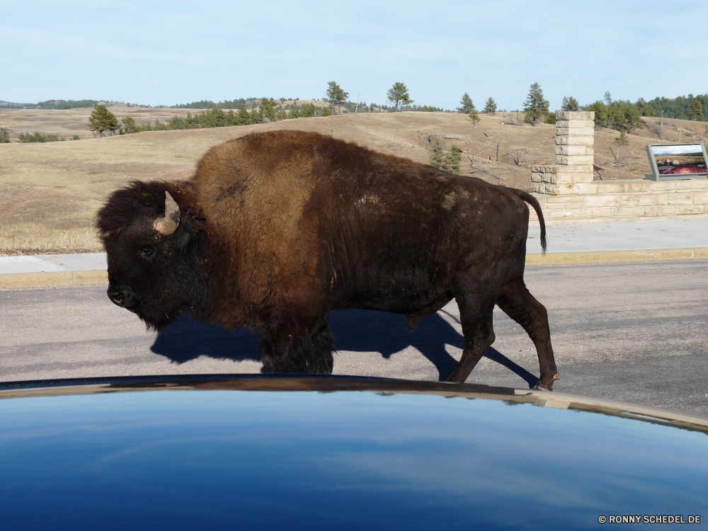 Durchfahrt durch den Wind Cave National Park Bison Wiederkäuer Stier Kuh Huftier Wildtiere Rinder Büffel Wild Bauernhof Gras Feld Weide Herde Vieh Horn Beweidung Wiese Rindfleisch Park Säugetier Kalb Weiden Tiere Landwirtschaft Ranch Entwicklung des ländlichen Safari Landschaft fünf Landbau Braun Rindern Hörner gefährliche Pelz schwarz nationalen Land Männchen stehende Molkerei Reisen Süden im freien Bestie Landschaft Prärie Pflanzenfresser Milch Wildnis im freien Land inländische Kap Erhaltung außerhalb Kopf Fleisch Ackerland natürliche starke Ochsen Haare Pastorale aggressive gefährdet Grünland Szene reservieren Kampf Tierwelt Schließen Umgebung bison ruminant bull cow ungulate wildlife cattle buffalo wild farm grass field pasture herd livestock horn grazing meadow beef park mammal calf graze animals agriculture ranch rural safari countryside five farming brown bovine horns dangerous fur black national country male standing dairy travel south outdoor beast landscape prairie herbivore milk wilderness outdoors land domestic cape conservation outside head meat farmland natural strong ox hair pastoral aggressive endangered grassland scene reserve fight fauna close environment