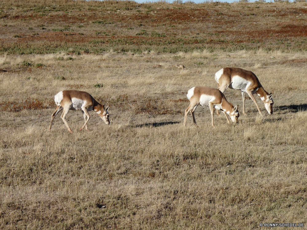 Durchfahrt durch den Wind Cave National Park Gazelle Antilope Wiederkäuer Wildtiere Hirsch Wild Safari Gras Park Braun Impala Hörner Tiere nationalen Erhaltung Dreibinden Wald Buck Wildnis Herde Spiel Feld Pflanzenfresser reservieren Pelz Damhirschkuh Bauernhof im freien Essen Reh Jagd Bäume Weide Süden Wiese Savanne Entwicklung des ländlichen Hölzer Umgebung Geweihe Beweidung Flecken Grünland Ohren zwei Kopf Antilopen Geweih ausblenden Tierwelt Busch Landschaft Land gazelle antelope ruminant wildlife deer wild safari grass park brown impala horns animals national conservation whitetail forest buck wilderness herd game field herbivore reserve fur doe farm outdoor eating fawn hunting trees pasture south meadow savanna rural woods environment antlers grazing spots grassland ears two head antelopes antler hide fauna bush landscape country