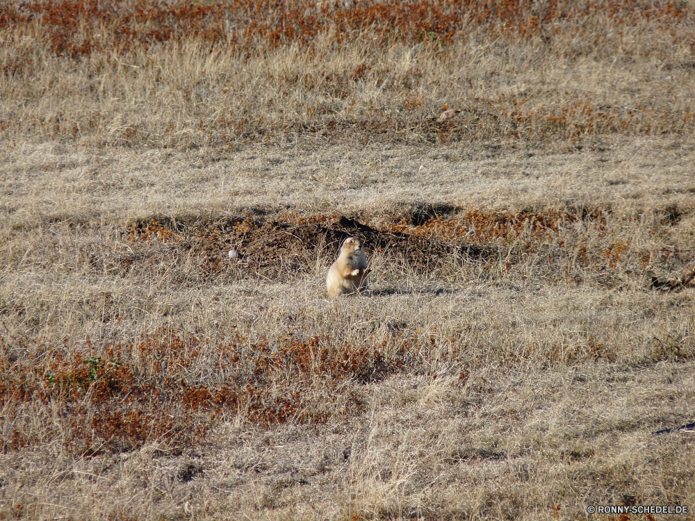 Durchfahrt durch den Wind Cave National Park Steppe Gepard Land Reiner Großkatze Landschaft Katzenartige Textur Feld Sand alt Braun schmutzig Grunge Stein Muster Heu Mauer Sommer Wüste Oberfläche Fels Antike im Alter von Knoll Antik Bauernhof Jahrgang Entwicklung des ländlichen Rau Gras gelb Tapete trocken Material Berg Park Verwittert Landbau Landschaft Szenerie im freien natürliche Verfall Hintergründe Landwirtschaft texturierte Himmel leere Schließen Umgebung Reisen Boden Fleck Leinwand Hundeartige Strand Baum Orange Säugetier nationalen Herbst Land landschaftlich Pflanze befleckt Tal Ernte Hügel Futter Horizont Gebäude Tag Papier Wild Wald Arid Szene Golden hin-und hergerissen getupft veraltet beschädigt Grunge Weizen im freien Retro Erde Feed Wildtiere Struktur Sonnenlicht Saison niemand steppe cheetah land plain big cat landscape feline texture field sand old brown dirty grunge stone pattern hay wall summer desert surface rock ancient aged knoll antique farm vintage rural rough grass yellow wallpaper dry material mountain park weathered farming countryside scenery outdoor natural decay backgrounds agriculture textured sky empty close environment travel ground stain canvas canine beach tree orange mammal national autumn country scenic plant stained valley harvest hill fodder horizon building day paper wild forest arid scene golden torn spotted obsolete damaged grungy wheat outdoors retro earth feed wildlife structure sunlight season nobody