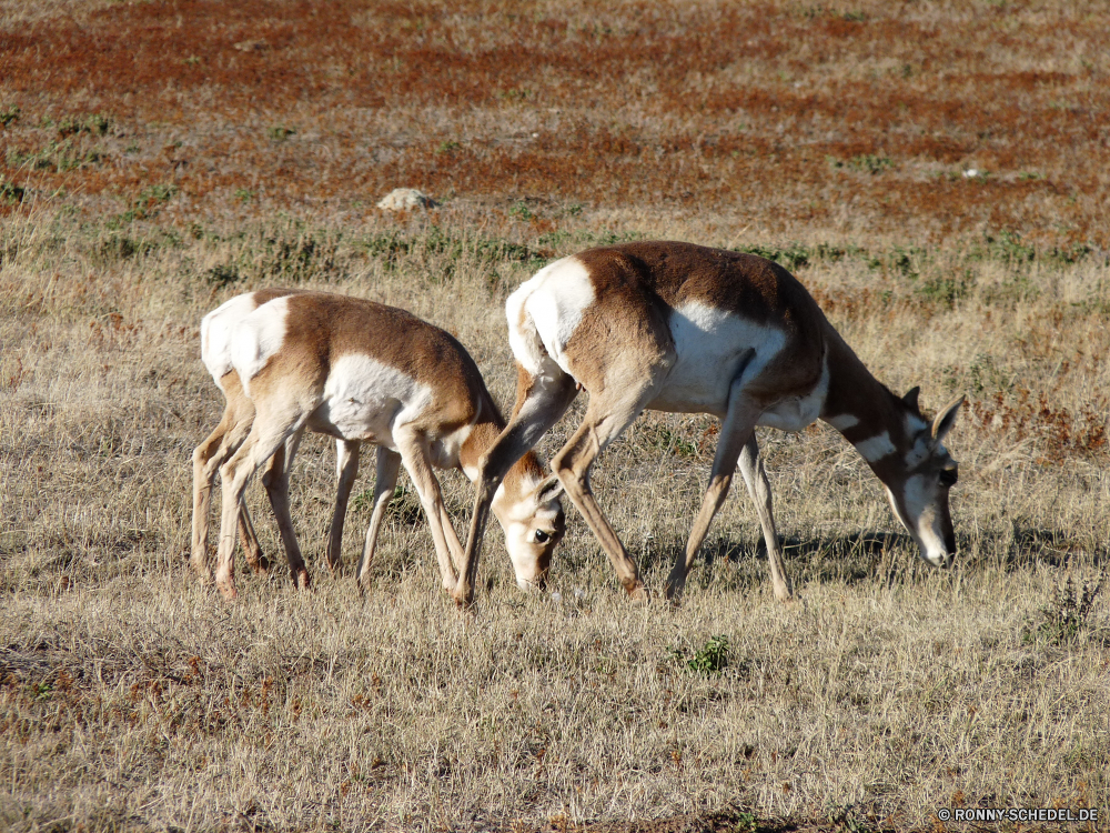 Durchfahrt durch den Wind Cave National Park Gazelle Antilope Wiederkäuer Wildtiere Hirsch Wild Whippet Gras Windhund Bracke Park Safari Dreibinden Damhirschkuh Wald Braun Racer Buck Jagdhund Tiere Pelz Hörner Jagd Impala Wildnis Reh nationalen Hund Hölzer Spiel Bäume Essen Feld niedlich Schwanz im freien Pflanzenfresser Warnung reservieren Ohren Erhaltung Herde ausblenden Süden im freien Wiese Dreibinden-Hirsch Geweihe wildes Tier Flecken zwei Landschaft Umgebung gazelle antelope ruminant wildlife deer wild whippet grass greyhound hound park safari whitetail doe forest brown racer buck hunting dog animals fur horns hunting impala wilderness fawn national dog woods game trees eating field cute tail outdoor herbivore alert reserve ears conservation herd hide south outdoors meadow whitetail deer antlers wild animal spots two landscape environment