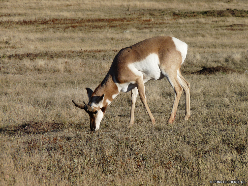 Durchfahrt durch den Wind Cave National Park Gazelle Antilope Wiederkäuer Wildtiere Hirsch Wild Gras Safari Park Dreibinden Hörner Impala Buck Braun Tiere Damhirschkuh Jagd Wildnis Kopf Feld Wald nationalen Spiel Pferd Bauernhof Reh Pflanzenfresser Beweidung Männchen Entwicklung des ländlichen Erhaltung Süden wildes Tier Geweihe Wiese Pferde reservieren Sommer Essen Dreibinden-Hirsch ausblenden Ranch im freien Weide im freien Weiden Herde Tierwelt Schwanz Pelz Frühling südlichen Warnung Zoo zwei Bäume gazelle antelope ruminant wildlife deer wild grass safari park whitetail horns impala buck brown animals doe hunting wilderness head field forest national game horse farm fawn herbivore grazing male rural conservation south wild animal antlers meadow horses reserve summer eating whitetail deer hide ranch outdoors pasture outdoor graze herd fauna tail fur spring southern alert zoo two trees