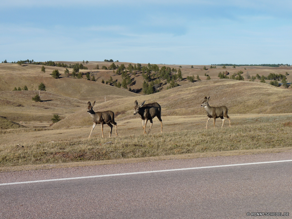 Durchfahrt durch den Wind Cave National Park Antilope Kamel Zebra Wildtiere Pferde Wild Huftier Safari Wiederkäuer Pferd Tiere Gras Landschaft Gazelle Wildnis Pferde Park Impala Wüste Herde reservieren im freien Hirsch Entwicklung des ländlichen Beweidung Bauernhof Braun Weide Stute Feld Spiel Land Süden nationalen Wiese Busch trocken Giraffe Reisen Säugetier im freien Erhaltung Weiden Ranch Tourismus Bäume Sand Reiner Himmel Baum Pflanzenfresser Gruppe natürliche Kopf Essen Hörner Hengst Abenteuer Essen Sommer Landschaft Steppe Düne Land Wald Grünland Szene Schwanz Bereich zwei Fuß groß Pelz Umgebung Freiheit Sonne antelope camel zebra wildlife equine wild ungulate safari ruminant horse animals grass landscape gazelle wilderness horses park impala desert herd reserve outdoors deer rural grazing farm brown pasture mare field game land south national meadow bush dry giraffe travel mammal outdoor conservation graze ranch tourism trees sand plain sky tree herbivore group natural head eat horns stallion adventure eating summer countryside steppe dune country forest grassland scene tail area two walking tall fur environment freedom sun