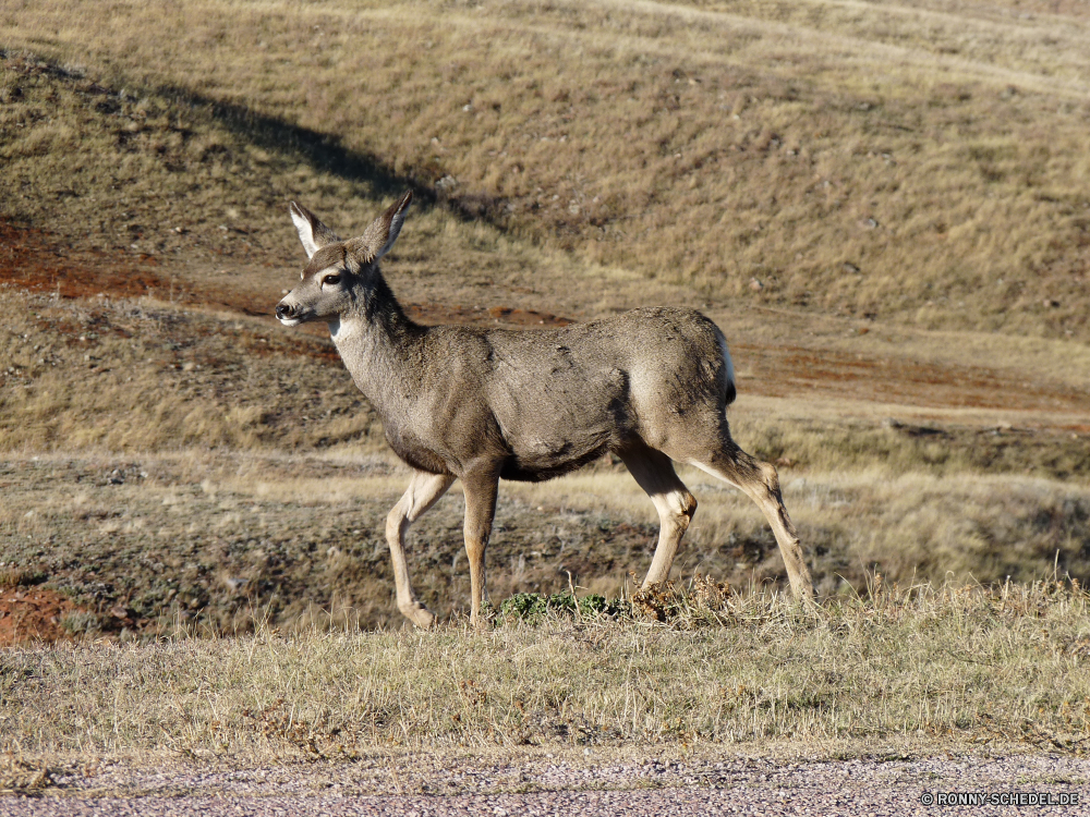 Durchfahrt durch den Wind Cave National Park Buck Hirsch Bighorn Wildtiere Berg-Schaf Plazenta Wild Wilde Schafe Säugetier Gras Braun Park Antilope Wiederkäuer Wirbeltiere Wildnis Pelz Hörner Wald Horn Karibu nationalen Geweihe Jagd Safari Dreibinden Männchen Spiel Pflanzenfresser Tiere im freien Hölzer Bäume Damhirschkuh Feld Schaf Hirsch Beweidung Jagd Chordatiere Reh Elch Widder Maultier im freien Bauernhof Ohren Wüste Gazelle Warnung Stier natürliche Erhaltung Süden Wiese niedlich Tierwelt Känguruh Fuß Land buck deer bighorn wildlife mountain sheep placental wild wild sheep mammal grass brown park antelope ruminant vertebrate wilderness fur horns forest horn caribou national antlers hunting safari whitetail male game herbivore animals outdoors woods trees doe field sheep stag grazing hunt chordate fawn elk ram mule outdoor farm ears desert gazelle alert bull natural conservation south meadow cute fauna kangaroo walking country