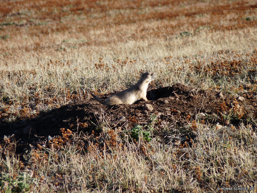 Durchfahrt durch den Wind Cave National Park Stinktier Säugetier Wildtiere Vogel Wild Gras Gepard Katzenartige Safari Trappen Wasser Feld Park Nagetier im freien Landschaft Schreitvogel Spiel Sommer Raubtier Süden See Großkatze Sand Katze Braun Tiere Meer Bauernhof Biber aquatische Vogel im freien Iltis Fluss Fleischfresser reservieren natürliche Wildnis Reisen nationalen nass Fels Stein trocken Schließen Land skunk mammal wildlife bird wild grass cheetah feline safari bustard water field park rodent outdoors landscape wading bird game summer predator south lake big cat sand cat brown animals sea farm beaver aquatic bird outdoor polecat river carnivore reserve natural wilderness travel national wet rock stone dry close country