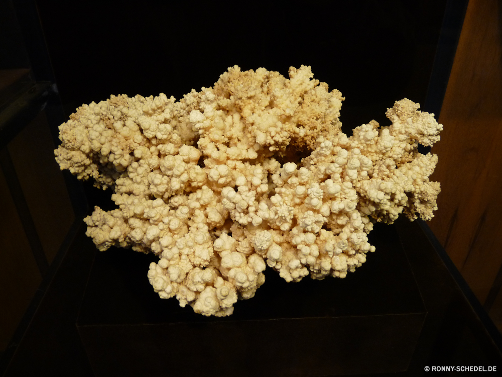 Jewel Cave National Monument Schafgarbe Kraut vascular plant Pflanze Essen Strauch Popcorn Mais Snack gesund woody plant Spierstrauch Ernährung Mahlzeit Ernährung Reis Blumen Essen cereal Feinschmecker Schließen köstliche Blatt Schüssel Essen Blumenkohl Küche Blume Abendessen Frühling gelb Blumen blühen Restaurant Textur frisch Sommer salzig closeup natürliche Blütenblatt Zutat süß Platte bridal wreath Frühstück Gewürz Gemüse Mittagessen schwarz Flora Vegetarier Korn bunte Floral Pfeffer Bio Blüte lecker trocken Blumenstrauß Küche Curry Kochen Flocken Kino Butter Gesundheit behandeln Garten traditionelle im freien Kochen Gericht Farbe Saison texturierte yarrow herb vascular plant plant food shrub popcorn corn snack healthy woody plant spirea diet meal nutrition rice flowers eating cereal gourmet close delicious leaf bowl eat cauliflower cuisine flower dinner spring yellow blossom restaurant texture fresh summer salty closeup natural petal ingredient sweet plate bridal wreath breakfast spice vegetable lunch black flora vegetarian grain colorful floral pepper organic bloom tasty dry bouquet kitchen curry cooking flakes cinema butter health treat garden traditional outdoors cook dish color season textured