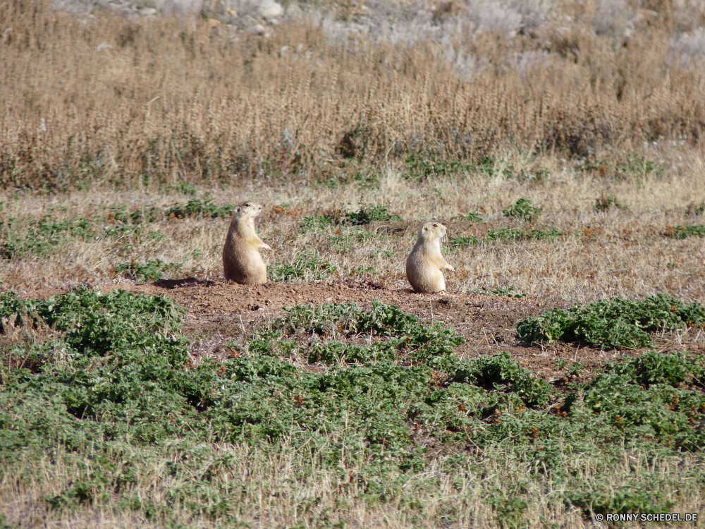 Wind Cave National Park Murmeltier Nagetier Säugetier Wildtiere Wild Pelz niedlich Braun Tier pelzigen Mungo Tiere im freien Zoo Augen Süden Gras Park Warnung Wildnis natürliche Eichhörnchen stehende Fels liebenswert Wache Landschaft Kreatur — Schwanz Boden Wüste Säugetiere neugierig Gesicht Tierwelt im freien Hund Prärie reservieren Safari auf der Suche Erhaltung sitzen Baum Sommer Wiese Suche Löwe Schnurrhaare Aufmerksamkeit Haare stielaugen Porträt Feld wachsamen Suchen Uhren Katze Berge Wasser Ökologie Berg Entwicklung des ländlichen marmot rodent mammal wildlife wild fur cute brown animal furry mongoose animals outdoor zoo eyes south grass park alert wilderness natural squirrel standing rock adorable guard landscape creature tail ground desert mammals curious face fauna outdoors dog prairie reserve safari looking conservation sitting tree summer meadow lookout lion whiskers attention hair stare portrait field watchful look watch cat mountains water ecology mountain rural