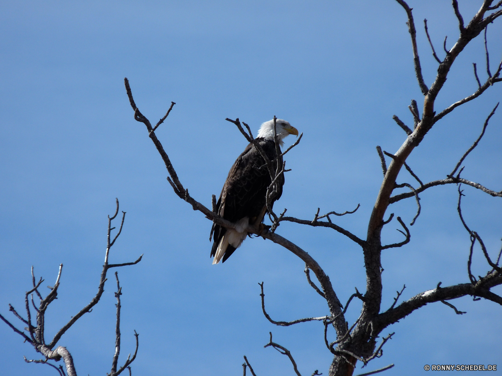 Wind Cave National Park Vogel Baum Adler Falke Wildtiere Himmel Schnabel Weißkopfseeadler Branch Feder Falke Starling Flügel Federn Wild fliegen Flügel Baumstumpf Raubtier fliegen Flug Auge Vögel Wirbeltiere schwarz Park Kite im freien Freiheit bird of prey Specht Erhaltung frei im freien Vogelgrippe Pflanze Beute woody plant Glatze Geier Zweige Landschaft Braun Schließen Winter Tier Jäger Gefieder Schwanz See nationalen Bäume thront Elster Kofferraum Wald gelb Meer Leben Kopf Holz Wachtel Symbol Tag Reisen Wolken Tiere Umgebung natürliche Sonne vascular plant Schnee Herbst Saison Blatt bird tree eagle hawk wildlife sky beak bald eagle branch feather falcon starling wing feathers wild fly wings snag predator flying flight eye birds vertebrate black park kite outdoor freedom bird of prey woodpecker conservation free outdoors avian plant prey woody plant bald vulture branches landscape brown close winter animal hunter plumage tail lake national trees perched magpie trunk forest yellow sea life head wood quail symbol day travel clouds animals environment natural sun vascular plant snow autumn season leaf