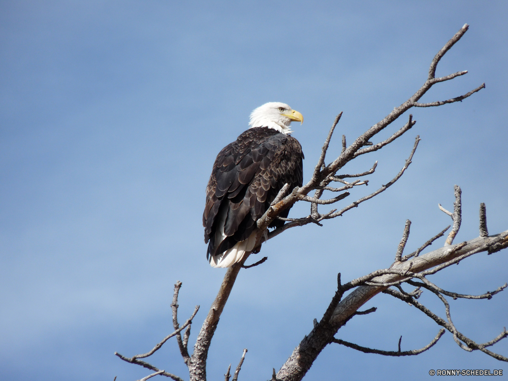 Wind Cave National Park Weißkopfseeadler Adler Vogel Schnabel Wildtiere Federn Feder Raubtier Wild Flügel Glatze Auge fliegen Jäger Beute Flügel Flug Kopf Falke Symbol fliegen Gefieder Vogelgrippe Freiheit gelb Tier Habichtartigen Porträt thront Vögel schwarz Jagd Himmel Erhaltung frei Falknerei Rechnung Baum Falke Möwe Möwe Braun majestätisch Schwanz Augen gefährdet Schließen im freien räuberische leistungsstarke auf der Suche Meer nationalen im freien Jagd Patriotische Profil anzeigen: Park closeup natürliche Adler Tierwelt Stärke Branch bald eagle eagle bird beak wildlife feathers feather predator wild wings bald eye fly hunter prey wing flight head hawk symbol flying plumage avian freedom yellow animal bird prey portrait perched birds black hunting sky conservation free falconry bill tree falcon gull seagull brown majestic tail eyes endangered close outdoor predatory powerful looking sea national outdoors hunt patriotic profile park closeup natural eagles fauna strength branch