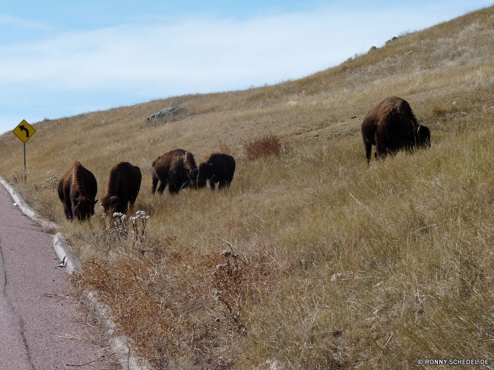 Wind Cave National Park Bison Wiederkäuer Feld Huftier Bauernhof Entwicklung des ländlichen Gras Wiese Landschaft Weide Herde Landwirtschaft Landschaft Land Beweidung Wild Kuh Ranch im freien Stier Heu Rinder Tiere Sommer Himmel Vieh Wildtiere Landbau Land Ackerland Weiden Bäume Ernte Szene Pferd Park Braun Baum Kühe außerhalb nationalen Szenerie Berg Hügel Gruppe Büffel Prärie Pferde Berge im freien Herbst landschaftlich Reisen Ballen Wolken natürliche landwirtschaftlichen Hügel Felder Stroh Wildnis trocken Horizont Molkerei Feed Safari Bereich Weizen Rindern Rindfleisch Wüste gelb Ballen reservieren Roll Kalb Ernte Tourismus Umgebung Stapel bison ruminant field ungulate farm rural grass meadow landscape pasture herd agriculture countryside country grazing wild cow ranch outdoors bull hay cattle animals summer sky livestock wildlife farming land farmland graze trees harvest scene horse park brown tree cows outside national scenery mountain hill group buffalo prairie horses mountains outdoor autumn scenic travel bales clouds natural agricultural hills fields straw wilderness dry horizon dairy feed safari area wheat bovine beef desert yellow bale reserve roll calf crop tourism environment stack