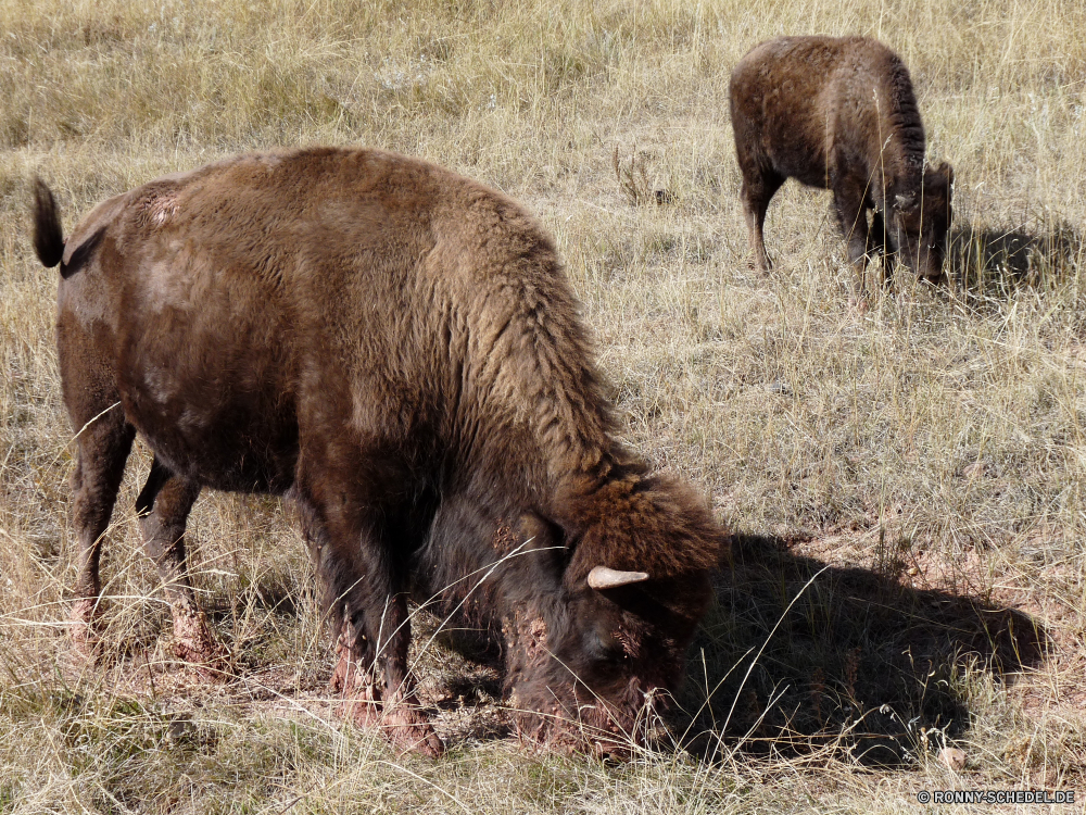 Wind Cave National Park Bison Wiederkäuer Wildtiere Wild Huftier Bauernhof Gras Stier Braun Kuh Rinder Feld Tiere Beweidung Pelz Büffel Park Weide Säugetier Vieh Wiese Essen Entwicklung des ländlichen Landwirtschaft Weiden im freien Landbau Kalb Herde nationalen Kopf Landschaft Bestie Hörner Reisen Haare Prärie Schweinepest Rindfleisch Land Wildnis Ranch Essen Männchen Landschaft inländische Säugetiere Wald stehende Pferd im freien Fleisch Schaf Hirsch schwarz Schließen Gehörnte Kamel Baum Schwanz zwei Süden Wüste natürliche Frühling bison ruminant wildlife wild ungulate farm grass bull brown cow cattle field animals grazing fur buffalo park pasture mammal livestock meadow eating rural agriculture graze outdoors farming calf herd national head landscape beast horns travel hair prairie swine beef country wilderness ranch eat male countryside domestic mammals forest standing horse outdoor meat sheep deer black close horned camel tree tail two south desert natural spring