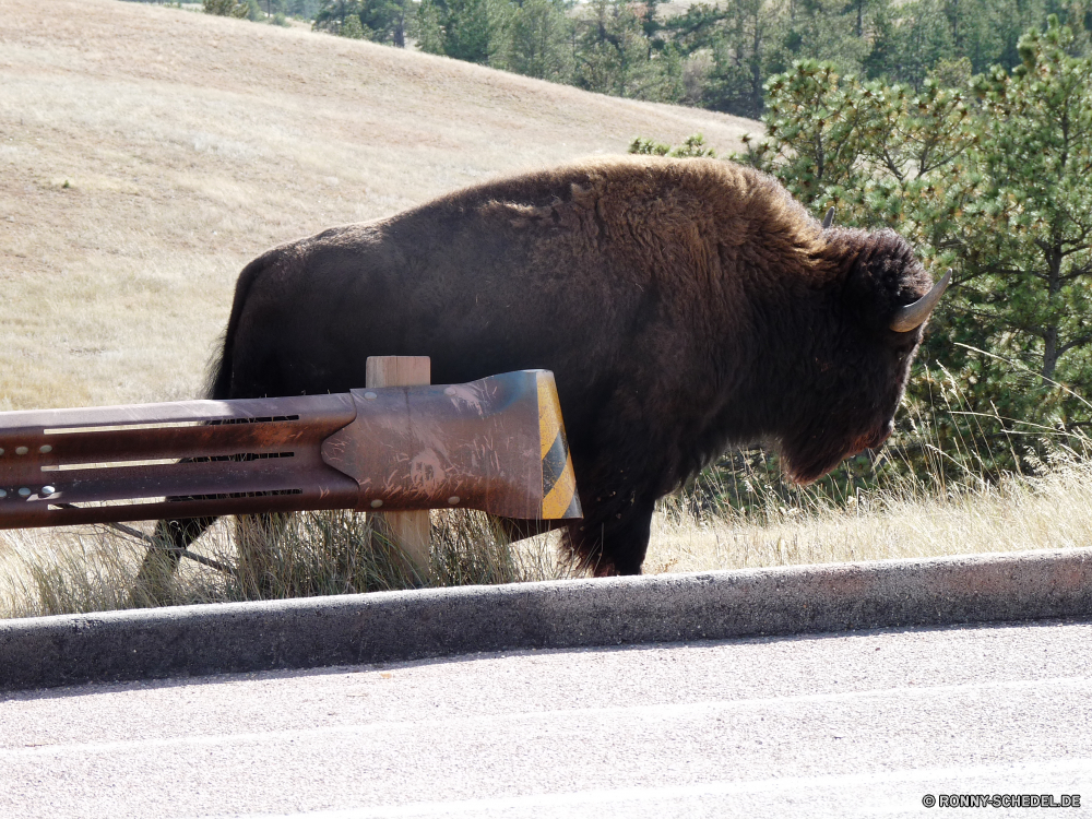 Wind Cave National Park Bison Wiederkäuer Huftier Wild Wildtiere Stier Tiere Park Kuh Braun Rinder Bauernhof Pelz Gras Büffel Beweidung Herde Entwicklung des ländlichen Feld im freien Bär Vieh nationalen Säugetier Zoo Safari schwarz Kopf stehende Ranch Weide Landwirtschaft Bestie reservieren Elefant Wasser Erhaltung Wildnis Weiden Säugetiere Männchen gefährliche Landschaft Süden Kalb Hörner Horn gefährdet Nase Haare Landbau starke Essen Reisen Wiese eine Rindfleisch im freien Gruppe Auge Land Prärie Gesicht Molkerei Sommer Tourismus Rindern inländische Fluss bison ruminant ungulate wild wildlife bull animals park cow brown cattle farm fur grass buffalo grazing herd rural field outdoors bear livestock national mammal zoo safari black head standing ranch pasture agriculture beast reserve elephant water conservation wilderness graze mammals male dangerous landscape south calf horns horn endangered nose hair farming strong eating travel meadow one beef outdoor group eye country prairie face dairy summer tourism bovine domestic river