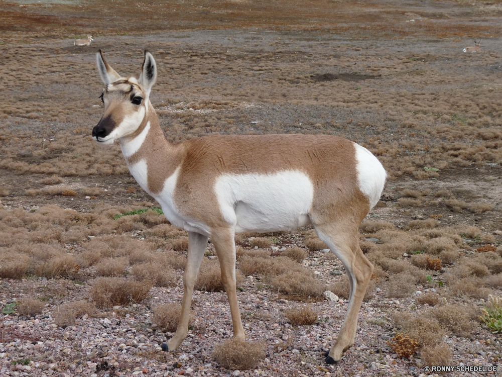 Wind Cave National Park Gazelle Antilope Wiederkäuer Hirsch Wildtiere Wild Buck Dreibinden Damhirschkuh Braun Wald Gras Park Jagd Safari Hörner Pelz Hölzer Reh Geweihe Wildnis Tiere Männchen Spiel Kopf Zoo nationalen ausblenden Horn niedlich Impala Hirsch Pflanzenfresser Jagd im freien samt Tierwelt Erhaltung Süden fallen im freien Geweih Bäume wildes Tier Grünland Warnung getupft Schwanz Feld gazelle antelope ruminant deer wildlife wild buck whitetail doe brown forest grass park hunting safari horns fur woods fawn antlers wilderness animals male game head zoo national hide horn cute impala stag herbivore hunt outdoor velvet fauna conservation south fall outdoors antler trees wild animal grassland alert spotted tail field