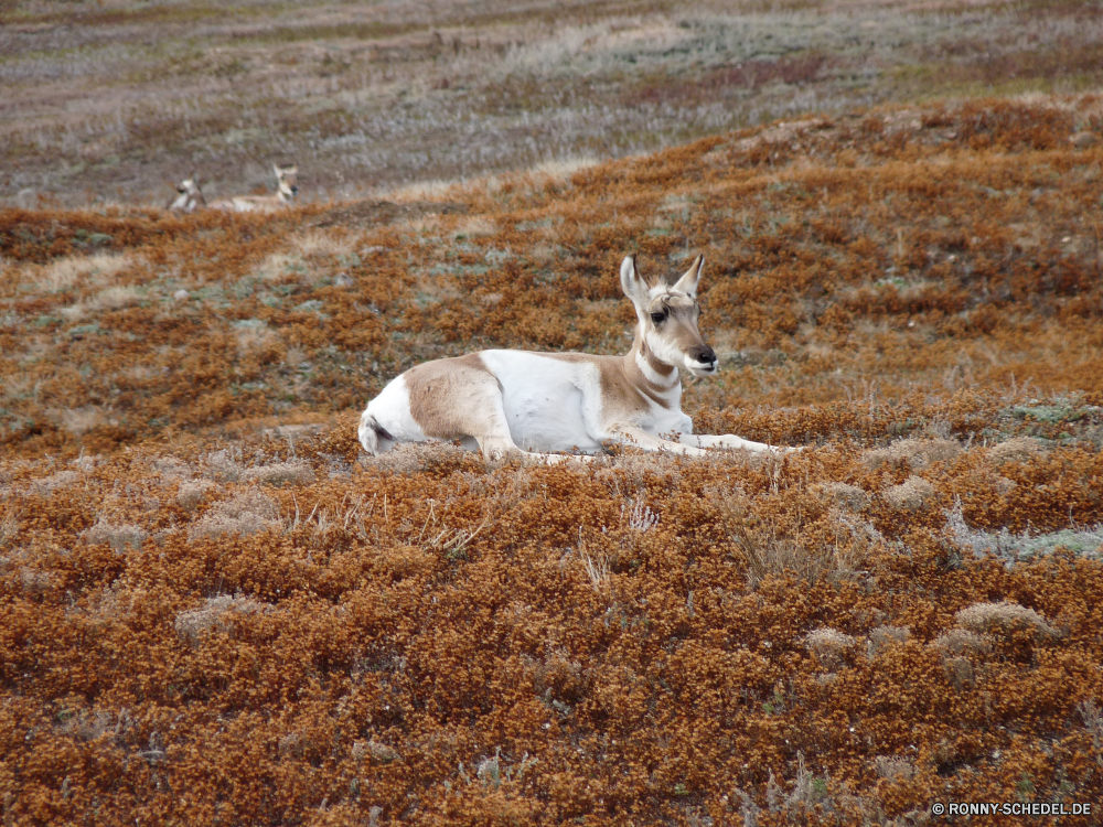 Wind Cave National Park Hundeartige Dingo Wilder Hund Hirsch Wildtiere Wild Hund Säugetier Pelz Gras Gazelle Strickjacke Dackel Antilope Damhirschkuh Wald Park Tiere Braun Haustier Bauernhof niedlich Wallaby Safari Zoo Wildnis Wiederkäuer Känguruh Feld Vieh Jagd Weide im freien Hölzer im freien Schaf Haustier Buck nationalen Dreibinden Säugetiere Fuchs Entwicklung des ländlichen Erhaltung Kopf Umgebung Reh Bäume Jagd Ohren Landschaft Hörner Beweidung Lebensraum Pferd Pferde natürliche Schnee wenig Terrier canine dingo wild dog deer wildlife wild dog mammal fur grass gazelle cardigan corgi antelope doe forest park animals brown domestic animal farm cute wallaby safari zoo wilderness ruminant kangaroo field livestock hunting pasture outdoor woods outdoors sheep pet buck national whitetail mammals fox rural conservation head environment fawn trees hunt ears landscape horns grazing habitat horse equine natural snow little terrier