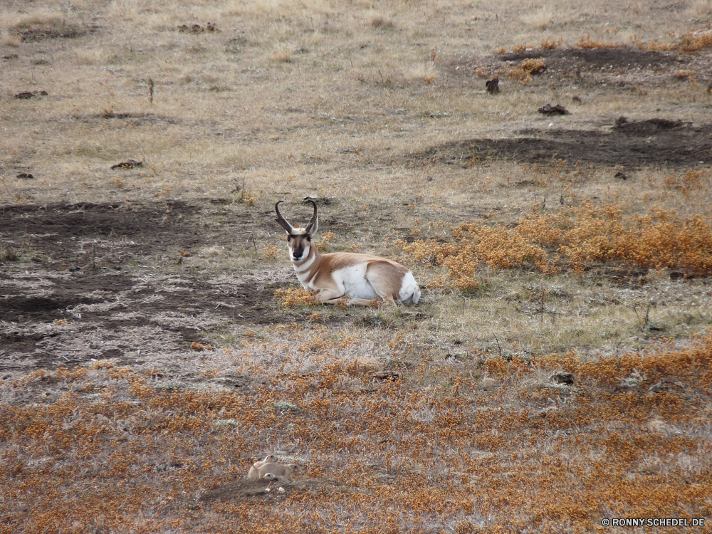 Wind Cave National Park Gazelle Antilope Wiederkäuer Wildtiere Hirsch Wild Safari Impala Park nationalen Hörner Buck Wildnis Horn Gras Erhaltung Braun Pflanzenfresser Männchen Tiere Spiel Geweihe reservieren Süden Jagd Pelz Hirsch Savanne Herde Feld Wasser Huftier Wüste Vogel Wald stehende frei Karibu Kopf im freien Damhirschkuh Geweih Lebensraum Säugetiere Zoo Tierwelt Auge Ohren Busch Umgebung Freiheit gazelle antelope ruminant wildlife deer wild safari impala park national horns buck wilderness horn grass conservation brown herbivore male animals game antlers reserve south hunting fur stag savanna herd field water ungulate desert bird forest standing free caribou head outdoors doe antler habitat mammals zoo fauna eye ears bush environment freedom