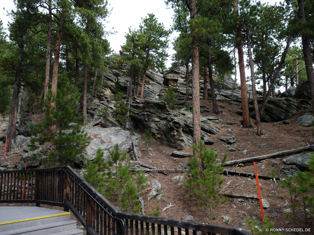 Mount Rushmore National Monument Wald Baum Schritt Bäume Unterstützung Mauer Landschaft Pfad Holz im freien Park Gerät Sommer Umgebung Entwicklung des ländlichen Reisen natürliche Gras im freien Belaubung Straße Szenerie Hölzer zu Fuß Pflanze Blätter Wanderweg Brücke woody plant landschaftlich Frühling Blatt Track Wandern Wildnis sonnig Wanderung durch Wasser aus Holz Berg Garten Branch alt Saison vascular plant Kofferraum Zaun Fluss Land Fuß Wild Berge Dschungel Art und Weise Stein außerhalb Barrier Tag Landschaft fallen Wanderweg Pflanzen Tourismus ruhige Sonnenlicht Gehweg Herbst Licht Tropischer Himmel Sonne Struktur Wachstum Kiefer Fels Architektur üppige Bewuchs See Frieden Farbe Erholung Schatten forest tree step trees support wall landscape path wood outdoor park device summer environment rural travel natural grass outdoors foliage road scenery woods walk plant leaves trail bridge woody plant scenic spring leaf track hiking wilderness sunny hike through water wooden mountain garden branch old season vascular plant trunk fence river country walking wild mountains jungle way stone outside barrier day countryside fall footpath plants tourism tranquil sunlight walkway autumn light tropical sky sun structure growth pine rock architecture lush vegetation lake peace color recreation shadow