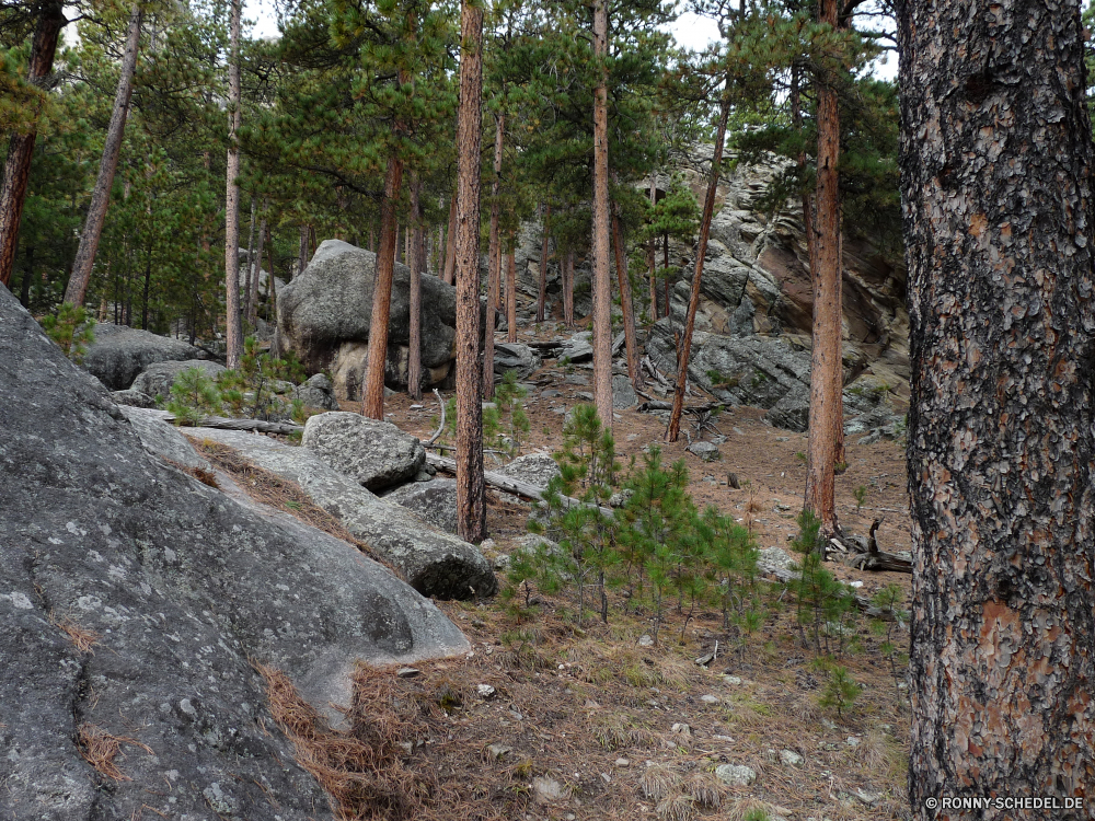 Mount Rushmore National Monument Baum Wald Bäume Landschaft woody plant Holz Park Pflanze Reisen Hölzer Fluss Berg Himmel natürliche im freien Kiefer Berge Wildnis Gras vascular plant Knoll Szenerie Megalith Wasser Blätter Umgebung Belaubung Pfad im freien Gedenkstätte Kofferraum Struktur Herbst landschaftlich Fels Sommer nationalen Stein Wild Mauer Teakholz Frühling Blatt fallen Tourismus Fabrik Wandern Busch Saison Frieden alt Schnee Talos IV – Tabu Sand Wanderweg zu Fuß Felsen Säugetier Branch Sonne peccary Entwicklung des ländlichen Architektur Szene felsigen Bewuchs Abenteuer Fuß even-toed ungulate Hügel Urlaub See friedliche Landschaft ruhige Huftier Tag Rinde tree forest trees landscape woody plant wood park plant travel woods river mountain sky natural outdoor pine mountains wilderness grass vascular plant knoll scenery megalith water leaves environment foliage path outdoors memorial trunk structure autumn scenic rock summer national stone wild wall teak spring leaf fall tourism factory hiking bush season peace old snow menagerie sand trail walk rocks mammal branch sun peccary rural architecture scene rocky vegetation adventure walking even-toed ungulate hill vacation lake peaceful countryside tranquil ungulate day bark