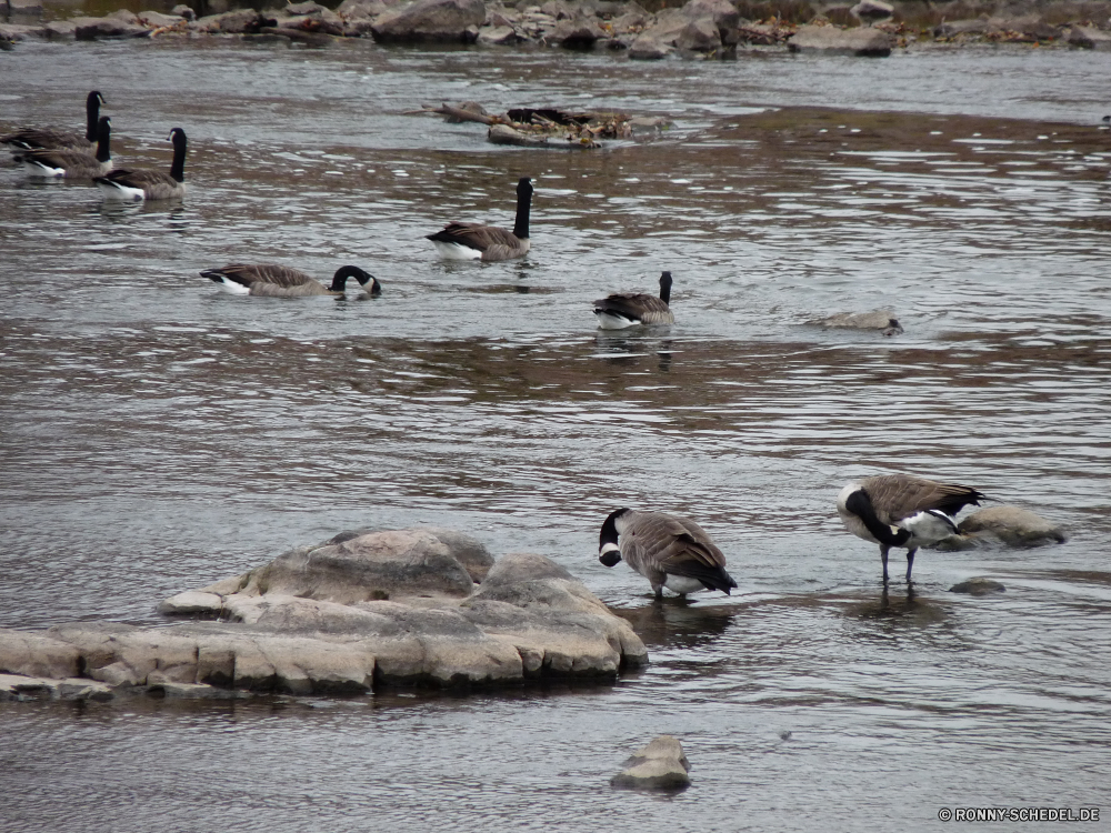 Sioux Falls Gans Vogel aquatische Vogel Wasser Wasservögel Schreitvogel Wildtiere Shorebird See Wild Vögel Fluss Meer Strand Blässhuhn Ozean Landschaft im freien Tiere Teich Feder Pelikan fliegen Reisen Sommer Flügel fliegen Ufer Küste Himmel Erhaltung Ente Sonnenuntergang Möwe Umgebung Möwe Leben Schnabel Park Flug im freien Urlaub natürliche Insel Vogelgrippe Tierwelt Reflexion landschaftlich Flügel Fels Sumpf Sand Geflügel Federn Seevögel Gras Paradies schwarz Tourismus friedliche ruhige Strandläufer Berg Möwen Gänse Enten Welle Schwimmen Winter Stream Felsen Küste Wellen Braun Rotrückensaki Strandläufer Szenerie Entwicklung des ländlichen goose bird aquatic bird water waterfowl wading bird wildlife shorebird lake wild birds river sea beach coot ocean landscape outdoors animals pond feather pelican flying travel summer wing fly shore coast sky conservation duck sunset gull environment seagull life beak park flight outdoor vacation natural island avian fauna reflection scenic wings rock swamp sand fowl feathers seabird grass paradise black tourism peaceful tranquil sandpiper mountain seagulls geese ducks wave swim winter stream rocks coastline waves brown red-backed sandpiper scenery rural