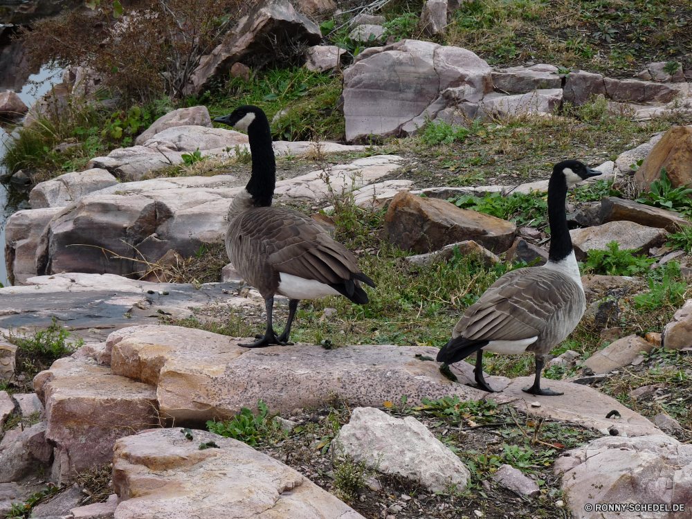 Sioux Falls Gans Wasservögel Vogel aquatische Vogel Wildtiere Schnabel Feder Wasser Wild Federn See Vögel Teich Flügel Hals Schwimmen Flügel Pelikan im freien Gänse Tiere Meer Vogelgrippe Ente Braun Gras Tierwelt Fluss Park im freien natürliche Strand Auge Schwimmen Tropischer Schwan Geflügel schwarz Landschaft Reflexion Rechnung Himmel Kopf Umgebung Enten Szene fliegen Reisen Ozean Familie Storch Seen Zoo Frühling Schließen Farbe Herde Gnade anmutige Angeln ruhelosigkeit Gruppe nationalen Leben goose waterfowl bird aquatic bird wildlife beak feather water wild feathers lake birds pond wing neck swim wings pelican outdoors geese animals sea avian duck brown grass fauna river park outdoor natural beach eye swimming tropical swan fowl black landscape reflection bill sky head environment ducks scene fly travel ocean family stork lakes zoo spring close color flock grace graceful fishing resting group national life