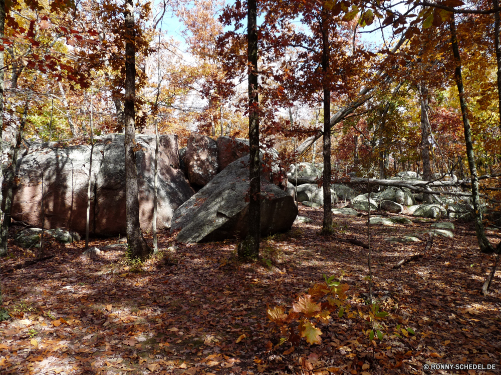 Elephant Rocks State Park Wald Baum Sumpf Bäume Landschaft Park Feuchtgebiet Land Hölzer Umgebung Herbst Müll Belaubung im freien natürliche fallen Blätter Blatt woody plant Holz Saison Pflanze im freien Pfad Szene Kiefer Kofferraum Branch Szenerie Wildnis Entwicklung des ländlichen Sommer landschaftlich vascular plant friedliche Reisen Zweige Wandern Farben Wanderweg ruhige Fluss Gras Frühling Landschaft Sonne üppige Garten Sonnenlicht gelb Wanderweg Bewuchs Licht Stein am Morgen Dschungel Neu Ökologie Straße Busch bunte Wasser Flora Spur alt Wanderung Wachstum Land saisonale Himmel Birke Fuß Regen Tag nationalen Farbe Berg Waldland Bereich Jahreszeiten Nebel sonnig zu Fuß Umwelt- Tourismus See Braun Struktur Rinde Wild Fels durch Orange Brücke Stream Frieden frisch Schatten hell forest tree swamp trees landscape park wetland land woods environment autumn rubbish foliage outdoor natural fall leaves leaf woody plant wood season plant outdoors path scene pine trunk branch scenery wilderness rural summer scenic vascular plant peaceful travel branches hiking colors trail tranquil river grass spring countryside sun lush garden sunlight yellow footpath vegetation light stone morning jungle new ecology road bush colorful water flora lane old hike growth country seasonal sky birch walking rain day national color mountain woodland area seasons fog sunny walk environmental tourism lake brown structure bark wild rock through orange bridge stream peace fresh shadow bright