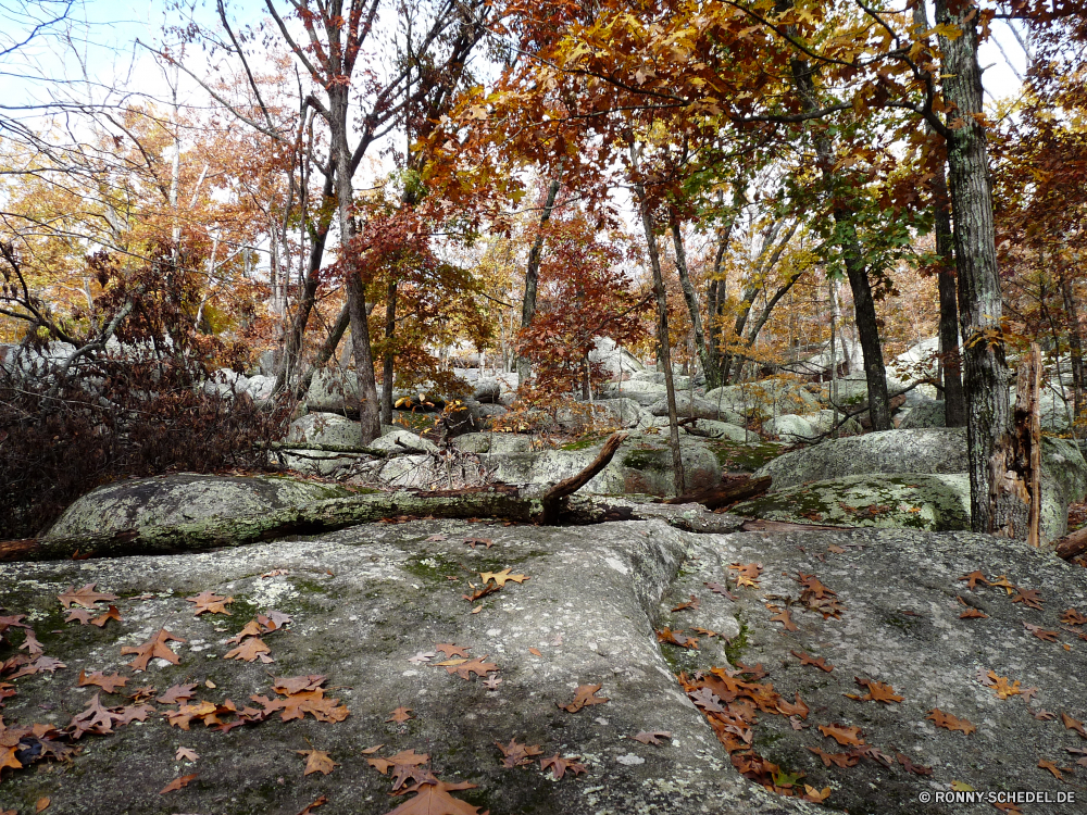 Elephant Rocks State Park Baum Wald woody plant Landschaft Park Bäume Herbst vascular plant Hölzer Fluss fallen Belaubung landschaftlich Wasser Szenerie Wildnis Saison im freien Straße Entwicklung des ländlichen Holz Umgebung Blatt Schnee Blätter im freien Berg Branch Pfad Winter friedliche Szene Pflanze gelb Land Fels Wandern Stream natürliche Landschaft Stein southern beech Reisen kalt Zaun Gras Wanderweg Steinmauer Frost Wild Garten ruhige gelassene Eis bunte Berge Wetter See Frühling Orange Tourismus Wasserfall Farben Busch saisonale Himmel Ahorn alt Zweige üppige Barrier Golden Farbe Frieden Sonnenlicht Sonne Moos klar Jahreszeiten Kiefer gefroren hell Sitzbank fließende Birke Reflexion Braun Licht Wanderweg Tag Spur Wanderung abgedeckt Sommer zu Fuß Fuß 'Nabend Ruhe Neu am Morgen aus Holz tree forest woody plant landscape park trees autumn vascular plant woods river fall foliage scenic water scenery wilderness season outdoors road rural wood environment leaf snow leaves outdoor mountain branch path winter peaceful scene plant yellow country rock hiking stream natural countryside stone southern beech travel cold fence grass trail stone wall frost wild garden tranquil serene ice colorful mountains weather lake spring orange tourism waterfall colors bush seasonal sky maple old branches lush barrier golden color peace sunlight sun moss clear seasons pine frozen bright bench flowing birch reflection brown light footpath day lane hike covered summer walk walking evening calm new morning wooden