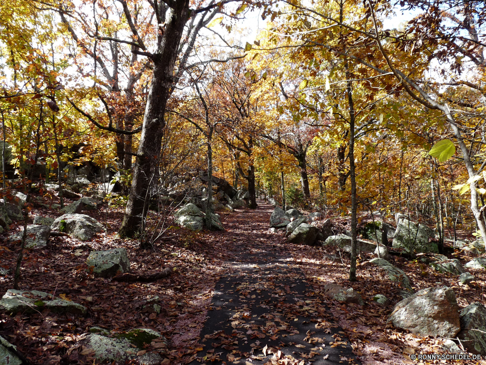 Elephant Rocks State Park Baum woody plant Wald Landschaft vascular plant Bäume Park Herbst fallen southern beech Hölzer Birke Pflanze Saison Branch Blätter Fluss Kiefer Belaubung Holz im freien Blatt Szene Schnee Wasser gelb Szenerie Umgebung Winter natürliche Entwicklung des ländlichen im freien Reisen landschaftlich friedliche kalt Pfad Farben Gras Land Landschaft Sonne Wandern Wildnis Orange Straße Zweige saisonale Neu Eis Wetter See Wanderweg Frost Himmel bunte Land Spur Stein Sonnenlicht Berg Jahreszeiten Kofferraum üppige Garten Fels Eiche Stream sonnig Golden Waldland alt Ahorn gefroren Bereich Frühling hell Frieden Tourismus Flora Farbe Braun Wild Licht Busch Landschaften Sommer Berge Sumpf ruhige am Morgen frisch Tag Entspannen Sie sich Fuß gelassene 'Nabend tree woody plant forest landscape vascular plant trees park autumn fall southern beech woods birch plant season branch leaves river pine foliage wood outdoors leaf scene snow water yellow scenery environment winter natural rural outdoor travel scenic peaceful cold path colors grass land countryside sun hiking wilderness orange road branches seasonal new ice weather lake trail frost sky colorful country lane stone sunlight mountain seasons trunk lush garden rock oak stream sunny golden woodland old maple frozen area spring bright peace tourism flora color brown wild light bush scenics summer mountains swamp tranquil morning fresh day relax walking serene evening