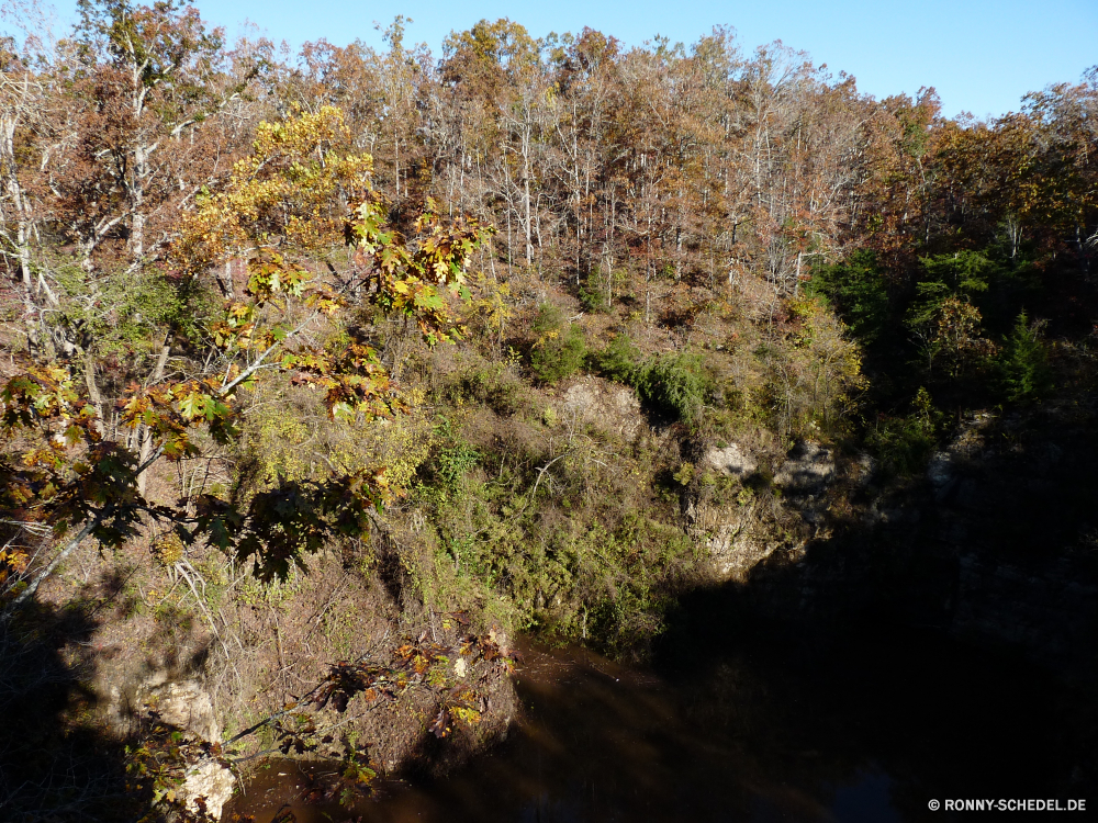 Grand Gulf State Park Baum woody plant vascular plant Herbst Pflanze Wald fallen Landschaft Bäume Blatt Park Saison gelb Blätter Strauch Himmel Belaubung im freien Hölzer Gras Szenerie Branch natürliche Szene Umgebung Entwicklung des ländlichen im freien Frühling Tag Orange landschaftlich Farbe Garten Holz bunte Flora Sonnenlicht sonnig Sommer Farben Birke Ahorn Golden Landschaft ruhige saisonale Land Jahreszeiten Busch Berg Fluss Land Sonne Wiese hell Pfad Wildnis friedliche nationalen Wasser Wild Braun Kiefer Feld Licht Gold Reisen Akazie idyllische am Morgen Straße Pappel klar üppige Bewuchs Landschaften niemand Wolken Pflanzen Tourismus See Zeit Horizont Waldland Zweige Blume gelassene warm Ökologie tree woody plant vascular plant autumn plant forest fall landscape trees leaf park season yellow leaves shrub sky foliage outdoors woods grass scenery branch natural scene environment rural outdoor spring day orange scenic color garden wood colorful flora sunlight sunny summer colors birch maple golden countryside tranquil seasonal land seasons bush mountain river country sun meadow bright path wilderness peaceful national water wild brown pine field light gold travel acacia idyllic morning road poplar clear lush vegetation scenics nobody clouds plants tourism lake time horizon woodland branches flower serene warm ecology