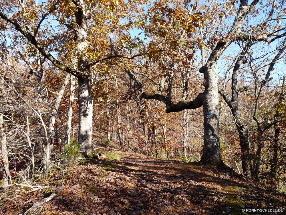 Grand Gulf State Park Baum woody plant Wald vascular plant Herbst Landschaft Park Bäume fallen Blätter Pflanze Branch Blatt Belaubung gelb Saison Birke im freien Hölzer Holz Szene Zweige im freien Entwicklung des ländlichen natürliche Himmel Eiche bunte Gras Ahorn Umgebung Fluss Orange Golden Szenerie southern beech Farben landschaftlich Wasser Flora Mandel Frühling friedliche Kofferraum Farbe Licht saisonale Reisen Wachstum Sonne Wandern hell Fels Tag üppige Land Pfad sonnig Winter Garten Straße Sonnenlicht Berg Stein Wildnis Feld See Landschaft Schnee Sommer Braun lebendige Jahreszeiten Wanderweg Wild Stream cork tree Blume Land alt Bauernhof Herbstfarben Moos Spur außerhalb 'Nabend wachsen Vorbau Urlaub Frieden nationalen ruhige Sonnenuntergang tree woody plant forest vascular plant autumn landscape park trees fall leaves plant branch leaf foliage yellow season birch outdoors woods wood scene branches outdoor rural natural sky oak colorful grass maple environment river orange golden scenery southern beech colors scenic water flora almond spring peaceful trunk color light seasonal travel growth sun hiking bright rock day lush country path sunny winter garden road sunlight mountain stone wilderness field lake countryside snow summer brown vibrant seasons trail wild stream cork tree flower land old farm autumnal moss lane outside evening grow stem vacation peace national tranquil sunset