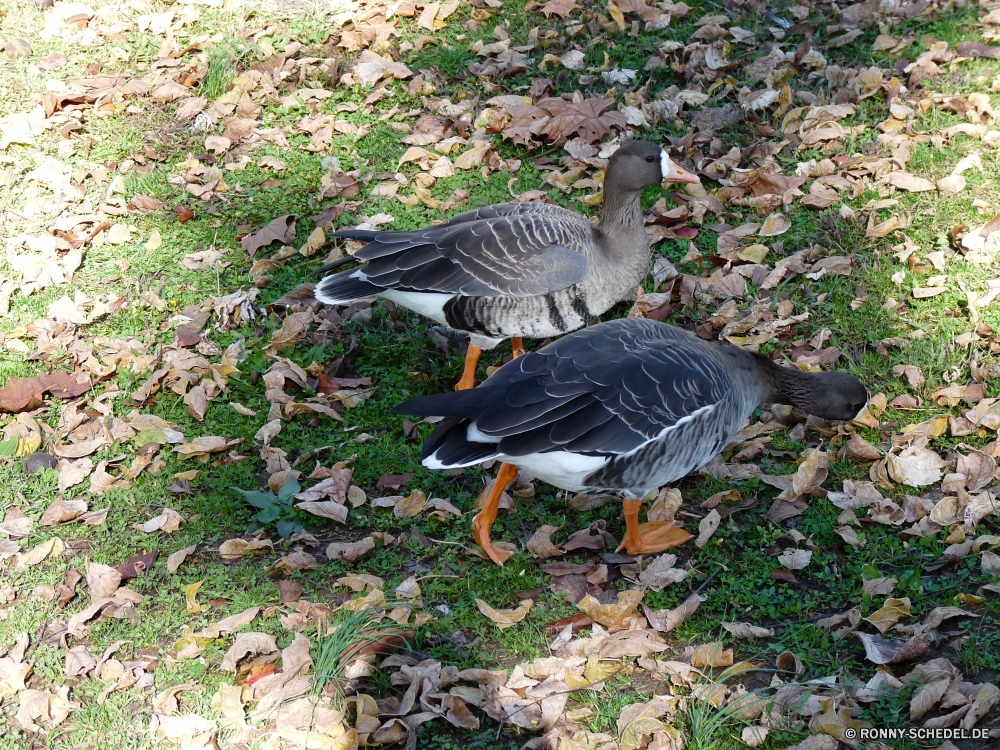 Mammoth Spring State Park Gans Wasservögel Vogel aquatische Vogel Wildtiere Feder Schnabel Federn Wild Vögel Wasser Flügel Ente Gras Flügel Teich See Tiere Park Vogelgrippe im freien Braun Gänse Enten Geflügel Rechnung Schwimmen Fluss Auge fliegen fliegen natürliche im freien Stockente Tierwelt Fuß Frühling Meer schwarz Sceada Herde Pelikan Gefieder Schwimmen Männchen Baum gelb bunte Spiel goose waterfowl bird aquatic bird wildlife feather beak feathers wild birds water wing duck grass wings pond lake animals park avian outdoors brown geese ducks fowl bill swim river eye fly flying natural outdoor mallard fauna walking spring sea black drake flock pelican plumage swimming male tree yellow colorful game