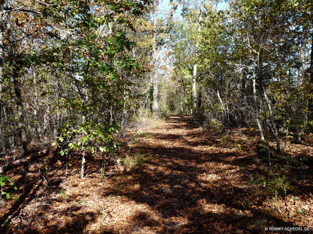 Hot Springs National Park Baum woody plant Wald vascular plant Landschaft Park Bäume Pflanze Herbst Blatt Saison Hölzer im freien Belaubung Pfad fallen Gras Entwicklung des ländlichen Holz Branch Straße im freien Wanderweg Blätter Umgebung Frühling natürliche Garten Szene Sommer Himmel Reisen Land Szenerie Land landschaftlich gelb Frieden Landschaft Sonne Sonnenlicht sonnig friedliche ruhige üppige Mandel Tag Busch Wildnis saisonale alt Kiefer Flora Fluss Farben Boden zu Fuß Fuß Braun Bäumchen Spur Birke Dschungel Wachstum Zweige Wandern Farbe warm am Morgen Schatten Berg Licht Wasser Orange Blume Eiche Strauch Wanderweg Stein Pappel idyllische Regen Feld Tourismus See Neu nationalen aus Holz Landwirtschaft tree woody plant forest vascular plant landscape park trees plant autumn leaf season woods outdoor foliage path fall grass rural wood branch road outdoors trail leaves environment spring natural garden scene summer sky travel land scenery country scenic yellow peace countryside sun sunlight sunny peaceful tranquil lush almond day bush wilderness seasonal old pine flora river colors ground walk walking brown sapling lane birch jungle growth branches hiking color warm morning shadow mountain light water orange flower oak shrub footpath stone poplar idyllic rain field tourism lake new national wooden agriculture