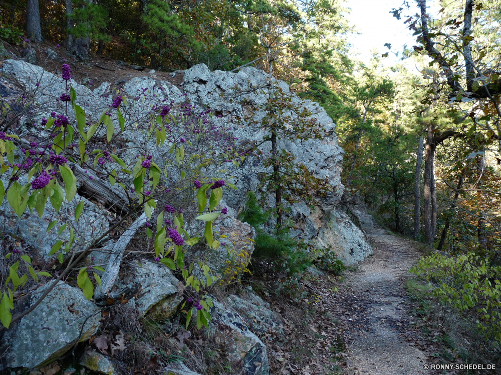 Hot Springs National Park vascular plant Pflanze Kraut Landschaft Baum Stein woody plant Fels Park Garten Berg Gras Strauch Wald Frühling Sommer im freien Berge landschaftlich Wasser Reisen natürliche im freien Felsen Blätter Saison Entwicklung des ländlichen Umgebung Belaubung fallen Szenerie Steine Insel Landschaft Blatt Bäume Pfad Schafgarbe Himmel Wildnis Wild Tag friedliche Moos Fluss Herbst Landwirtschaft Stream Steinmauer ruhige Organismus Bauernhof Sonne Land üppige Bewuchs Tal Zaun Hügel Wolken Feld Frieden nationalen alt Wiese Flora Sonnenlicht felsigen Blumen sonnig Hölzer Blume Pflanzen Holz Urlaub Straße bunte klar Creek außerhalb Busch Gartenarbeit gelassene Küste Urlaub nass Meer Wachstum vascular plant plant herb landscape tree stone woody plant rock park garden mountain grass shrub forest spring summer outdoors mountains scenic water travel natural outdoor rocks leaves season rural environment foliage fall scenery stones island countryside leaf trees path yarrow sky wilderness wild day peaceful moss river autumn agriculture stream stone wall tranquil organism farm sun country lush vegetation valley fence hill clouds field peace national old meadow flora sunlight rocky flowers sunny woods flower plants wood vacation road colorful clear creek outside bush gardening serene coast holiday wet sea growth