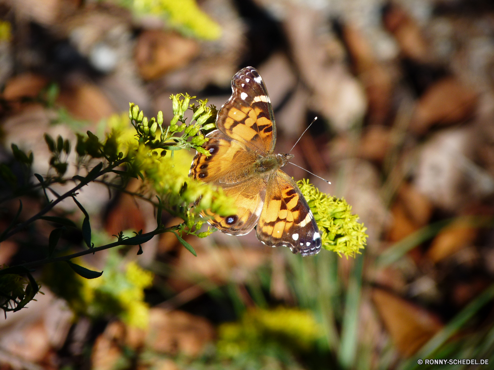 Hot Springs National Park Insekt Schmetterling Pflanze Kraut vascular plant Blume Monarch gelb fliegen Frühling Strauch Schließen woody plant Garten Sommer Blätter natürliche Flügel Blatt Fehler Branch Baum Gras Saison common unicorn plant Blumen blühen Farbe Leben Blumen bunte Wild Orange Detail Blüte Wiese Flügel closeup im freien Wildtiere Blütenstaub Flora Umgebung im freien hell Nektar Herbst fliegen Rosa schwarz Auge Park Antenne Wachstum Tierwelt Braun Organismus Gliederfüßer Wald üppige blühen Beine Flamme Kopf ziemlich Feld Blütenblatt Belaubung Landschaft Sonnenlicht Kräuter Tag Biene Biologie Vorbau Käfer Libelle Schmetterling (Nachtfalter) Bäume Primel insect butterfly plant herb vascular plant flower monarch yellow fly spring shrub close woody plant garden summer leaves natural wings leaf bug branch tree grass season common unicorn plant blossom color life flowers colorful wild orange detail bloom meadow wing closeup outdoors wildlife pollen flora environment outdoor bright nectar autumn flying pink black eye park antenna growth fauna brown organism arthropod forest lush blooming legs flame head pretty field petal foliage landscape sunlight herbage day bee biology stem beetle dragonfly moth trees primrose