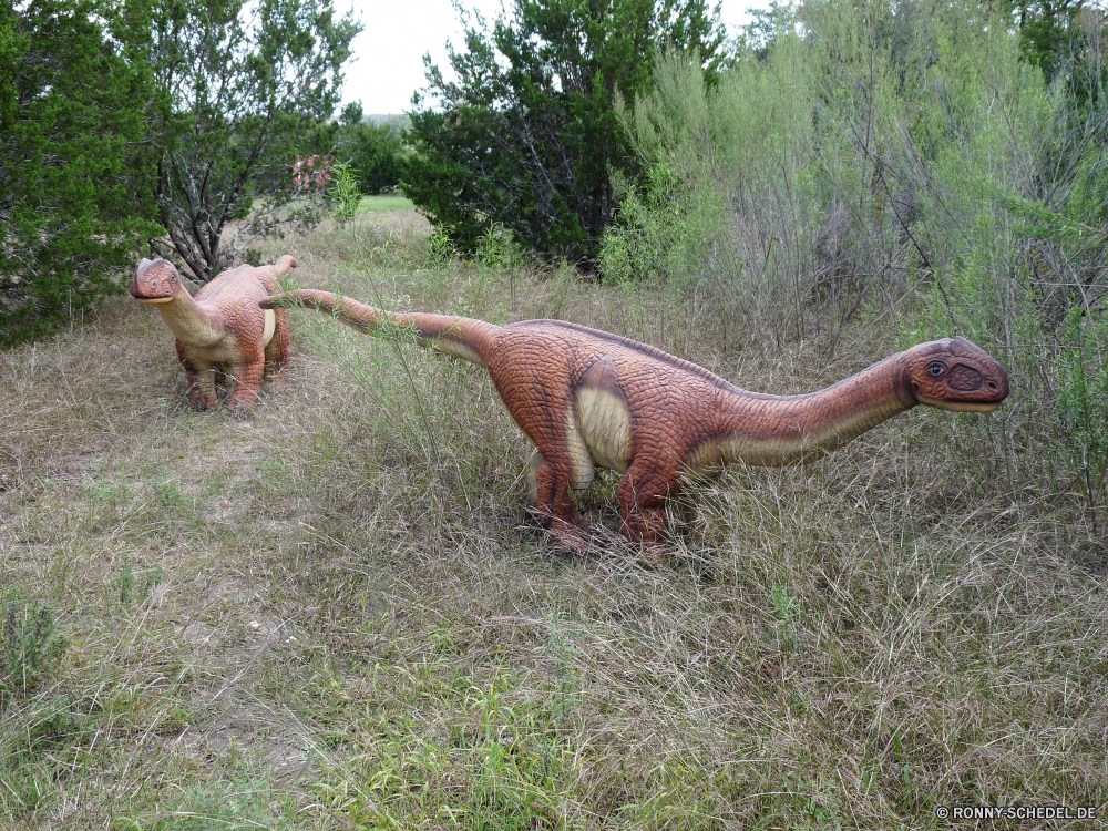 Dinosaur World Eidechse gemeinsamen Leguan Säugetier Wild Wildtiere Gras Elefant Sommer im freien Park im freien Hund Baum Safari Reptil Feld Tiere Haustier außerhalb Braun Erwachsener Person aktive Männchen Wald Frühling Mann ziemlich Keiler Hirsch Spaß springen Zoo Leben frei Landschaft Kofferraum springen niedlich Erhaltung Freude Dinosaurier Gefahr Riese Tag Fleischfresser Menschen Hundeartige gefährliche glücklich Wasser Wiese Spiel Stock Herbst lizard common iguana mammal wild wildlife grass elephant summer outdoors park outdoor dog tree safari reptile field animals pet outside brown adult person active male forest spring man pretty tusker deer fun jumping zoo life free landscape trunk jump cute conservation joy dinosaur danger giant day carnivore people canine dangerous happy water meadow game stick autumn