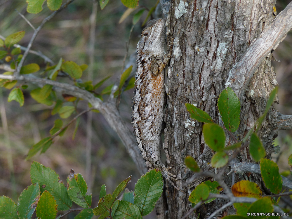 Dinosaur World Baum woody plant vascular plant Wald Pflanze Holz Blatt Kofferraum Park Blätter Rinde Belaubung natürliche Bäume Landschaft Branch Umgebung Eiche im freien Frühling im freien Wachstum Bewuchs Sommer Sonnenlicht Saison alt Zweige Textur Hölzer Regen Birke Szenerie Dschungel Detail Tropischer Himmel Wild Braun Botanik friedliche Farbe fallen Reisen Flora landschaftlich southern beech üppige Garten Schließen Muster Herbst frisch Wildnis Ulme Pflanzen nationalen Linden Licht Wasser Oberfläche Gras Holz Kiefer sonnig Botanischer Sonnenschein Hickory Frieden gelb Sonne hell Berg tree woody plant vascular plant forest plant wood leaf trunk park leaves bark foliage natural trees landscape branch environment oak outdoor spring outdoors growth vegetation summer sunlight season old branches texture woods rain birch scenery jungle detail tropical sky wild brown botany peaceful color fall travel flora scenic southern beech lush garden close pattern autumn fresh wilderness elm plants national linden light water surface grass timber pine sunny botanical sunshine hickory peace yellow sun bright mountain