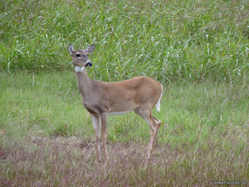 Dinosaur Valley State Park Buck Säugetier Plazenta Hirsch Wildtiere Antilope Gazelle Wirbeltiere Dreibinden Wild Damhirschkuh Wiederkäuer Gras Braun Wald Jagd Chordatiere Impala Hölzer Park Geweihe Wildnis Hörner Reh ausblenden Tiere Männchen Safari Pelz Jagd Dreibinden-Hirsch wildes Tier Tier nationalen Zoo Essen im freien Spiel samt Tierwelt Frühling im freien Feld Hirsch niedlich Pflanzenfresser die Erhaltung buck mammal placental deer wildlife antelope gazelle vertebrate whitetail wild doe ruminant grass brown forest hunting chordate impala woods park antlers wilderness horns fawn hide animals male safari fur hunt whitetail deer wild animal animal national zoo eating outdoors game velvet fauna spring outdoor field stag cute herbivore that conservation