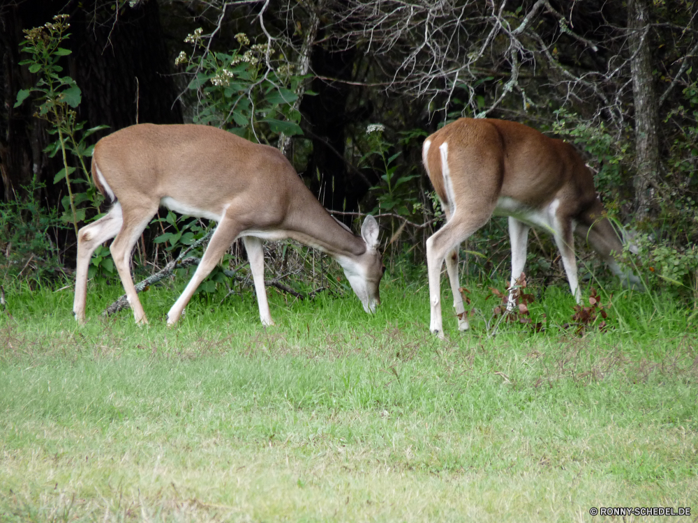 Dinosaur Valley State Park Gazelle Antilope Buck Wildtiere Hirsch Wiederkäuer Plazenta Impala Säugetier Gras Wild Dreibinden Wirbeltiere Braun Damhirschkuh Safari Park Wald Hörner Tiere Jagd Wildnis Essen Pferde nationalen zwei Pferd Schwanz Feld Spiel Chordatiere Bäume im freien Geweihe Pflanzenfresser ausblenden Beweidung Hölzer Reh wildes Tier Warnung Bauernhof Entwicklung des ländlichen Sommer Pelz Männchen Dreibinden-Hirsch reservieren Weide Süden Kopf Wiese im freien Jagd die Säugetiere Erhaltung Landschaft samt Weiden Baum Essen Sonne Frühling Reisen Land gazelle antelope buck wildlife deer ruminant placental impala mammal grass wild whitetail vertebrate brown doe safari park forest horns animals hunting wilderness eating horses national two horse tail field game chordate trees outdoor antlers herbivore hide grazing woods fawn wild animal alert farm rural summer fur male whitetail deer reserve pasture south head meadow outdoors hunt that mammals conservation landscape velvet graze tree eat sun spring travel country