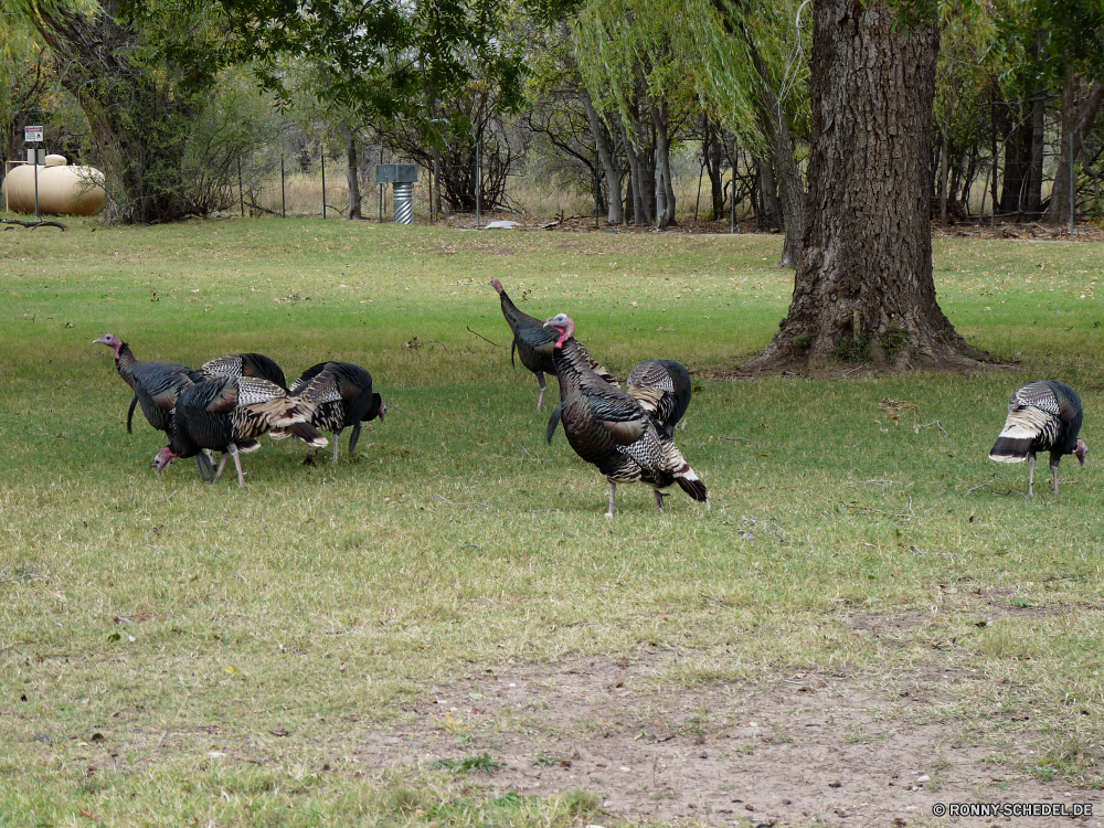 Guadelupe Mountains National Park Turkei Vogel Wildtiere Gras Wild Schnabel Feder Park Bauernhof Tiere im freien Wasser Flügel See Federn Teich Braun Vögel Flügel Gans Säugetier schwarz Baum Tier Landschaft Safari natürliche Männchen Umgebung Geflügel Vogelgrippe Tierwelt Kopf Sommer Hund Wildnis Feld Haustier Spiel Familie Entwicklung des ländlichen turkey bird wildlife grass wild beak feather park farm animals outdoors water wing lake feathers pond brown birds wings goose mammal black tree animal landscape safari natural male environment fowl avian fauna head summer dog wilderness field pet game family rural