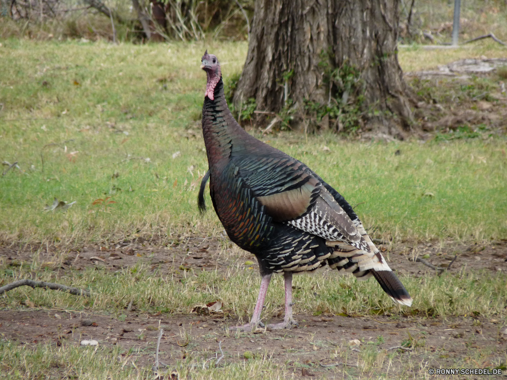 Guadelupe Mountains National Park Turkei Vogel Wildtiere Wild Gras Feder Tiere Safari Schnabel Park Federn im freien Tier Säugetier Flügel Schwanz Vögel Männchen Geflügel nationalen schwarz Bauernhof Zebra Vogelgrippe hen Hals Flügel Huhn Süden Auge natürliche Umgebung reservieren Kopf Wasser Spiel Familie Zoo Braun Frühling fliegen zwei im freien Essen Geflügel Hirsch Tierwelt Streifen Profil anzeigen: Wildnis Reisen Feld Storch Hahn Säugetiere Baum Fuß Erhaltung groß gestreift See inländische Wiese Entwicklung des ländlichen Land turkey bird wildlife wild grass feather animals safari beak park feathers outdoors animal mammal wing tail birds male poultry national black farm zebra avian hen neck wings chicken south eye natural environment reserve head water game family zoo brown spring fly two outdoor food fowl deer fauna stripes profile wilderness travel field stork cock mammals tree walking conservation tall striped lake domestic meadow rural country