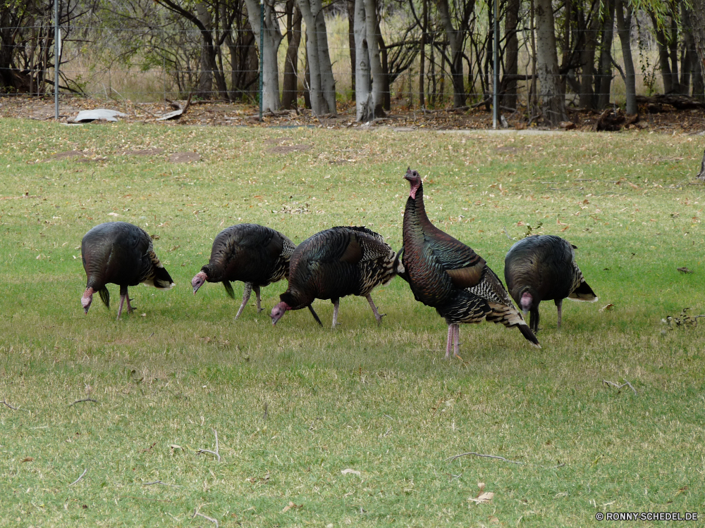 Guadelupe Mountains National Park Turkei Vogel Wildtiere Wild Schnabel Gras Feder Tiere Vögel im freien Federn Bauernhof Flügel Wasser Entwicklung des ländlichen Vogelgrippe Geflügel Kopf Schwanz Park Storch Feld Familie Gans Männchen natürliche See Frühling Säugetier Wiese Hals Umgebung Flügel Pfau Auge Teich Landwirtschaft Braun Strauß Geflügel Fluss Landbau Tier Seite fliegen Reisen Landschaft inländische Gänse Hirsch Zoo Safari Weide groß Baum Süden im freien Schutz Landschaft nationalen Enten Gefieder Essen schwarz Szene außerhalb Profil anzeigen: Huhn Fuß Farbe turkey bird wildlife wild beak grass feather animals birds outdoors feathers farm wing water rural avian poultry head tail park stork field family goose male natural lake spring mammal meadow neck environment wings peacock eye pond agriculture brown ostrich fowl river farming animal side fly travel countryside domestic geese deer zoo safari pasture tall tree south outdoor protection landscape national ducks plumage food black scene outside profile chicken walking color