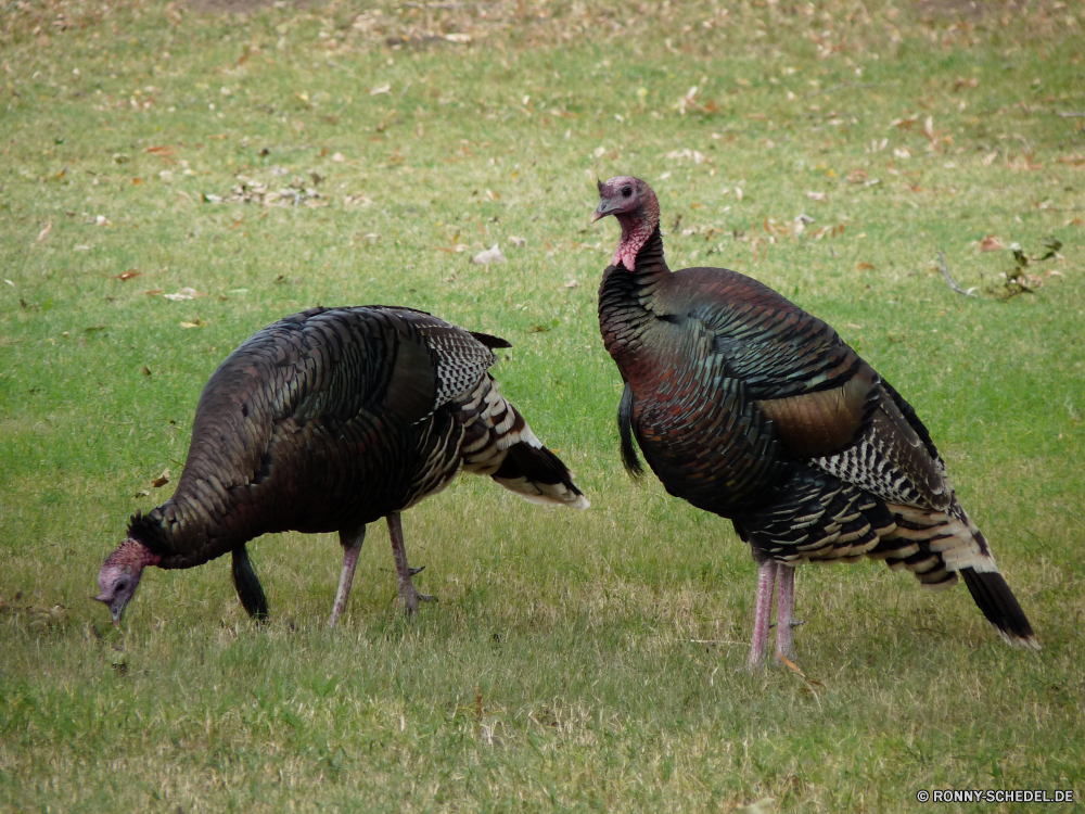 Guadelupe Mountains National Park Turkei Vogel Wildtiere Wild Feder Federn Gras Schnabel Bauernhof Tiere Flügel Vogelgrippe Geflügel Vögel Huhn Tier hen Braun Geflügel Flügel im freien Männchen Schwanz Entwicklung des ländlichen Hahn Kopf Tierwelt Park fliegen Essen Hahn Gans inländische Säugetier Wasser Safari Frühling Feld im freien Gefieder Auge Hals natürliche bunte See schwarz Hirsch Landwirtschaft Landbau zwei Familie Gänse Leben reservieren Teich Rechnung Süden Umgebung Landschaft Wiese turkey bird wildlife wild feather feathers grass beak farm animals wing avian poultry birds chicken animal hen brown fowl wings outdoors male tail rural cock head fauna park fly food rooster goose domestic mammal water safari spring field outdoor plumage eye neck natural colorful lake black deer agriculture farming two family geese life reserve pond bill south environment countryside meadow