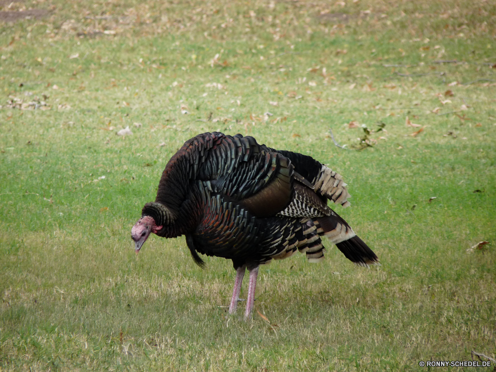 Guadelupe Mountains National Park Turkei Vogel Wildtiere Wild Gras Feder Federn Schnabel Tiere Vögel Braun Flügel Flügel Vogelgrippe im freien Tier Bauernhof Park Geflügel Frühling Safari Kopf Säugetier Hirsch Umgebung Gans Geflügel hen Hals Männchen Schwanz fliegen schwarz Feld Wasser nationalen Huhn fliegen Wiese Auge Gänse Familie Entwicklung des ländlichen Raubtier natürliche Tierwelt Essen im freien getupft Süden inländische turkey bird wildlife wild grass feather feathers beak animals birds brown wings wing avian outdoors animal farm park poultry spring safari head mammal deer environment goose fowl hen neck male tail fly black field water national chicken flying meadow eye geese family rural predator natural fauna food outdoor spotted south domestic