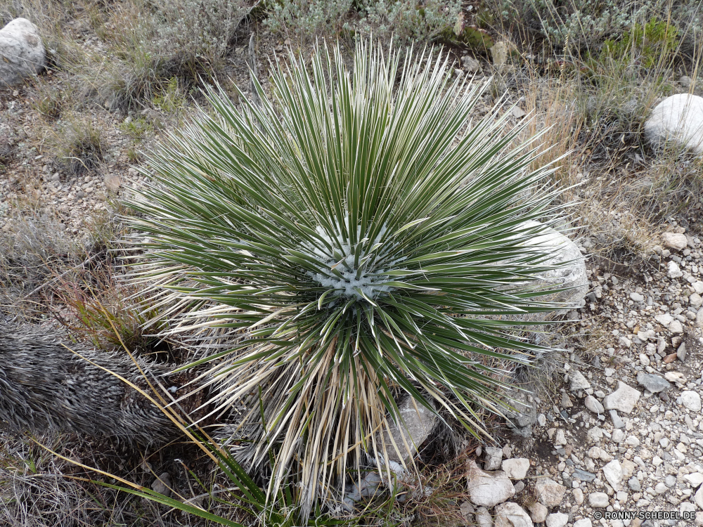 Guadelupe Mountains National Park Yucca Strauch woody plant vascular plant Pflanze Feuerwerk Nacht Baum Licht Urlaub cabbage tree Feier Himmel Blitz Neu Explosion Festival Partei platzen Sterne Feuer Feuerwerk Glühen schwarz Pyrotechnik Unabhängigkeit feiern Ereignis explodieren Jahr hell Gestaltung Eva Stadt glühend bunte Textur Raum Tapete Farbe Anzeige Funken explodierende festlich dunkel 'Nabend Muster natürliche Gruß Tag glücklich Saison Blatt Web Hintergrund Kaktus Galaxie Wald Strahlen Kunst Jahrestag Wüste Kiefer Digital vierte Flackern Karte beleuchtete Karte im freien Weichzeichnen Pflanzen Schließen Detail futuristische Glück yucca shrub woody plant vascular plant plant fireworks night tree light holiday cabbage tree celebration sky flash new explosion festival party burst star fire firework glow black pyrotechnics independence celebrate event explode year bright design eve city glowing colorful texture space wallpaper color display sparks exploding festive dark evening pattern natural salute day happy season leaf web backdrop cactus galaxy forest rays art anniversary desert pine digital fourth flare card illuminated show outdoors blur plants close detail futuristic happiness