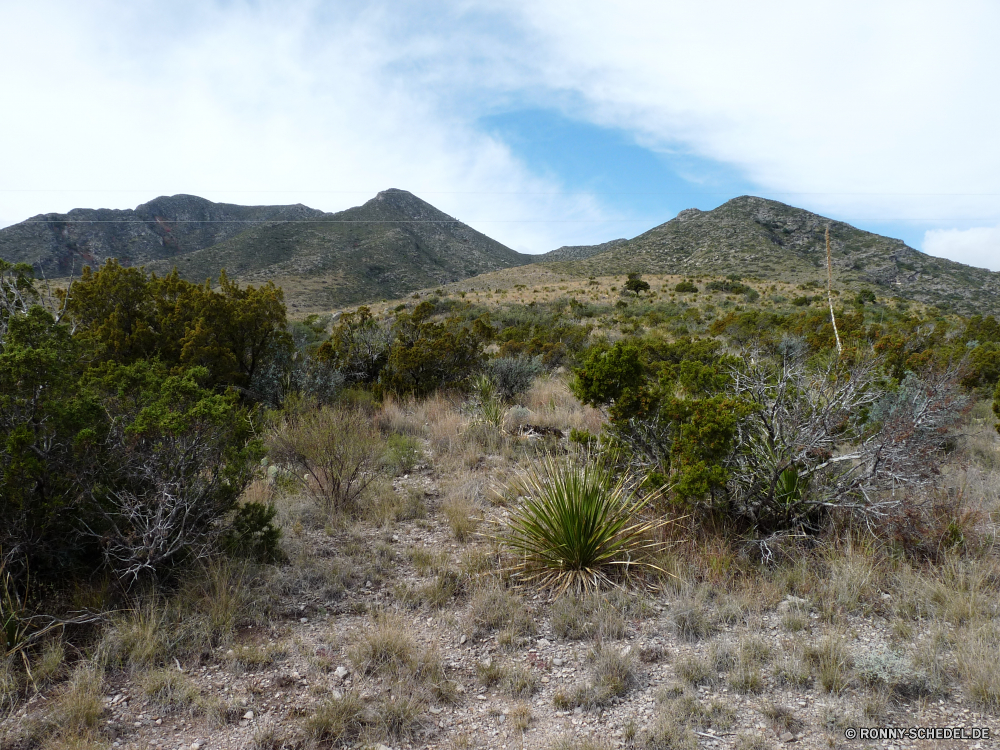 Guadelupe Mountains National Park Strauch woody plant vascular plant Landschaft Berg Wüste Pflanze Baum Yucca Himmel Berge Kaktus Reisen Tal Park Fels Wildnis im freien nationalen landschaftlich Szenerie Wolken im freien Gras Hügel Tourismus Spitze Sommer Sand trocken Wald felsigen Stein Entwicklung des ländlichen Felsen natürliche Feld Wandern Fluss Panorama Pflanzen Wasser Landschaft Frühling Wiese Hügel Bäume Urlaub Bereich Land Südwesten Schlucht Umgebung Land Abenteuer Wolke Kiefer karge Schnee Geologie Westen Landschaften friedliche Wild Klippe Szene Insel Darm-Trakt Licht Landwirtschaft Arid Wanderung Aussicht sonnig Bewuchs Hochland Nach oben Ökologie See Vulkan Tourist Sonne ruhige Wetter Tag Herbst shrub woody plant vascular plant landscape mountain desert plant tree yucca sky mountains cactus travel valley park rock wilderness outdoors national scenic scenery clouds outdoor grass hill tourism peak summer sand dry forest rocky stone rural rocks natural field hiking river panorama plants water countryside spring meadow hills trees vacation range land southwest canyon environment country adventure cloud pine barren snow geology west scenics peaceful wild cliff scene island tract light agriculture arid hike vista sunny vegetation highland top ecology lake volcano tourist sun tranquil weather day autumn