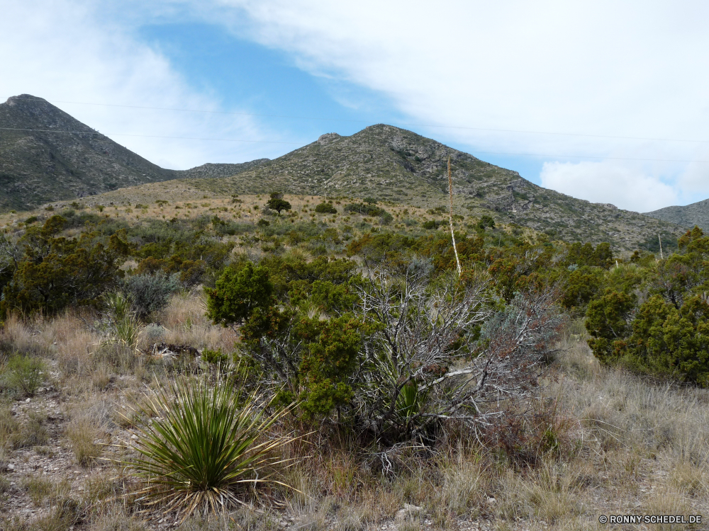 Guadelupe Mountains National Park woody plant Strauch Berg Yucca Landschaft vascular plant Baum Himmel Berge Pflanze Wildnis Wüste Reisen Hügel Park landschaftlich Fels Kaktus Sommer im freien Tal Spitze im freien nationalen Szenerie Wolken Tourismus Gras Hochland Vulkan Insel Wandern Land Wild Pflanzen Panorama Entwicklung des ländlichen Umgebung Land Felsen Sand Wald natürliche Steigung cabbage tree Geologie felsigen Urlaub Abenteuer Wolke trocken Bereich friedliche Tag Landschaft Feld Wanderung Wasser Frühling Ökologie karge Aufstieg Hügel Landschaften Kiefer Stein Straße Schlucht Fluss Arid See ruhige Schnee Bäume Landwirtschaft Szene Aussicht Westen Norden bewölkt Licht Sonne Wiese woody plant shrub mountain yucca landscape vascular plant tree sky mountains plant wilderness desert travel hill park scenic rock cactus summer outdoors valley peak outdoor national scenery clouds tourism grass highland volcano island hiking land wild plants panorama rural environment country rocks sand forest natural slope cabbage tree geology rocky vacation adventure cloud dry range peaceful day countryside field hike water spring ecology barren ascent hills scenics pine stone road canyon river arid lake tranquil snow trees agriculture scene vista west north cloudy light sun meadow