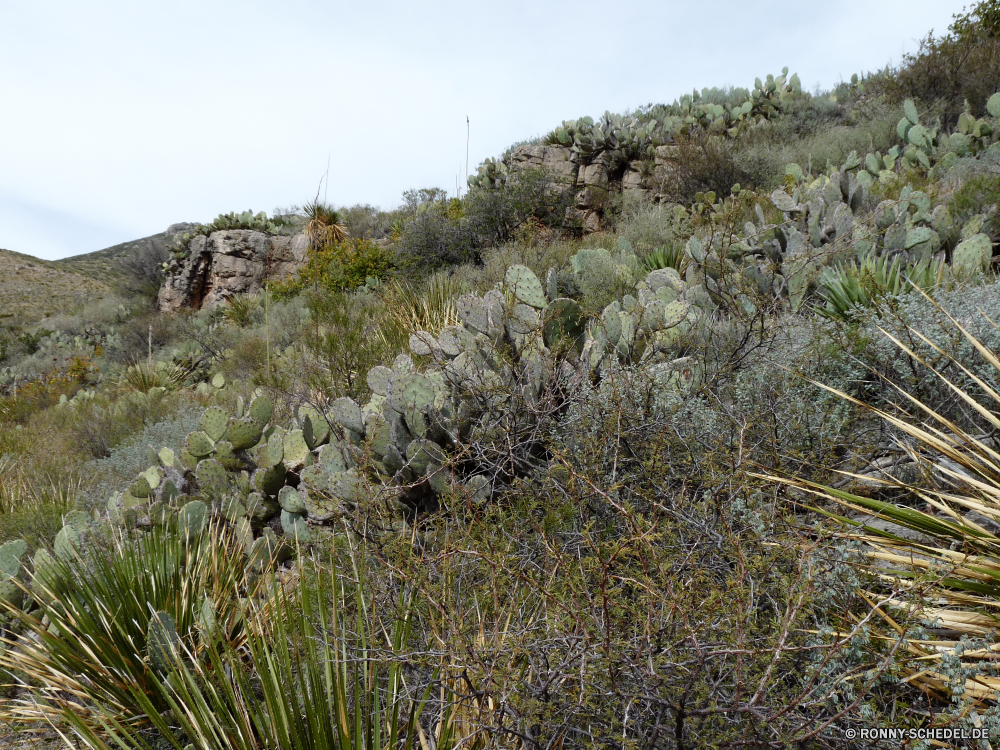 Guadelupe Mountains National Park vascular plant Strauch woody plant Pflanze Landschaft Baum Yucca Himmel Gras Kraut Feld im freien Entwicklung des ländlichen Wiese Park Wald Sommer Sonnenlicht Bäume Saison Berg Sonne Berge landschaftlich Frühling Wolken Kaktus Herbst Landwirtschaft Tag Reisen sonnig Bauernhof Landschaft natürliche nationalen Horizont Umgebung Land Land Wolke Wildnis squaw grass niemand Flora Kiefer Reed klar idyllische Hügel Blume im freien Szenerie Schnee Hügel Wachstum Wild Weide Landschaften Fels Szene Wasser Wüste Stein friedliche Branch am Morgen Urlaub bulbous plant Blumen gelb Hölzer Winter cow parsley Pflanzen Holz Reiner Insel Hintergründe Fluss Tal blühen bewölkt Licht ruhige Urlaub Meer Blätter vascular plant shrub woody plant plant landscape tree yucca sky grass herb field outdoors rural meadow park forest summer sunlight trees season mountain sun mountains scenic spring clouds cactus autumn agriculture day travel sunny farm countryside natural national horizon environment country land cloud wilderness squaw grass nobody flora pine reed clear idyllic hill flower outdoor scenery snow hills growth wild pasture scenics rock scene water desert stone peaceful branch morning vacation bulbous plant flowers yellow woods winter cow parsley plants wood plain island backgrounds river valley blooming cloudy light tranquil holiday sea leaves