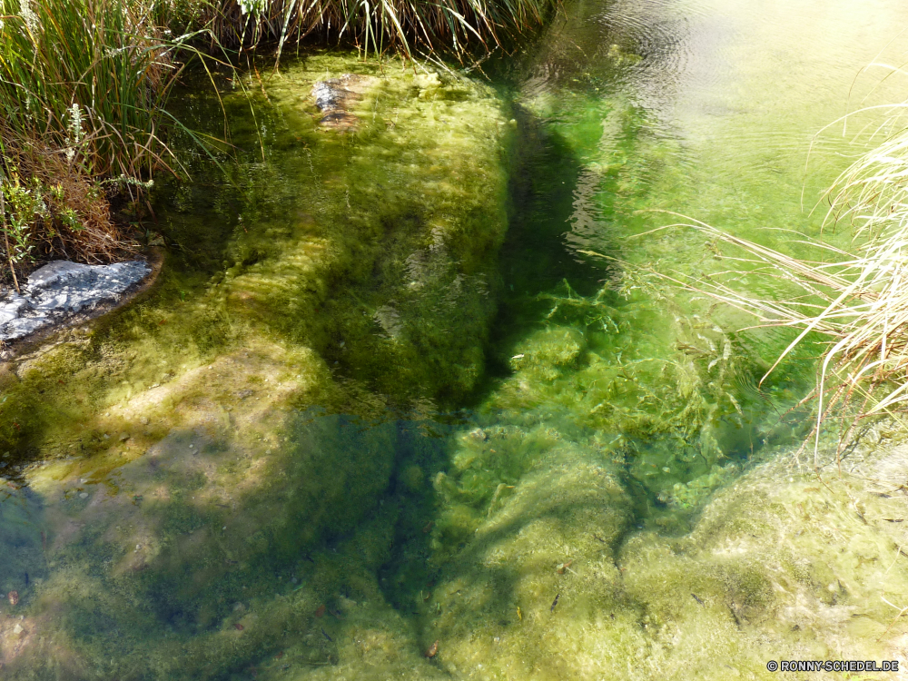 Sitting Bull Falls aquatische Wasser Wasserpflanze Pflanze vascular plant Fluss Wald Landschaft Stream Umgebung natürliche Licht Tapete Baum Textur Park im freien Fisch Blatt Tropischer Wild Fels Gestaltung Muster bunte Sommer Farbe Meer Stein Szenerie Sonne ruhige Wasserfall Unterwasser Kunst Frühling Koralle Sonnenlicht Berg Riff Szene sonnig Belaubung friedliche Creek im freien Oberfläche Flüssigkeit Marine Gras Saison fließende Strömung Holz Ökologie Reisen Landschaft Ozean Hintergrund fallen Strahl Kaskade Grafik Blätter künstlerische Teich Bewegung Tourismus See Wirkung Hintergründe futuristische nass Organismus Tauchen frisch Dschungel Grunge Felsen platsch Pflanzen Land Wildtiere Bäume Tag Herbst texturierte aquatic water aquatic plant plant vascular plant river forest landscape stream environment natural light wallpaper tree texture park outdoor fish leaf tropical wild rock design pattern colorful summer color sea stone scenery sun tranquil waterfall underwater art spring coral sunlight mountain reef scene sunny foliage peaceful creek outdoors surface liquid marine grass season flowing flow wood ecology travel countryside ocean backdrop fall ray cascade graphic leaves artistic pond motion tourism lake effect backgrounds futuristic wet organism scuba fresh jungle grunge rocks splash plants land wildlife trees day autumn textured